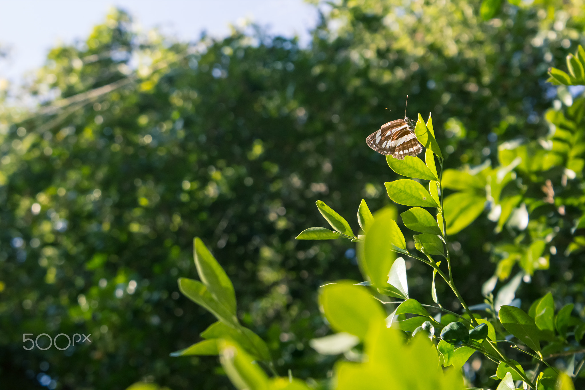 Butterfly captured in Taichung Dakeng Hiking Trail