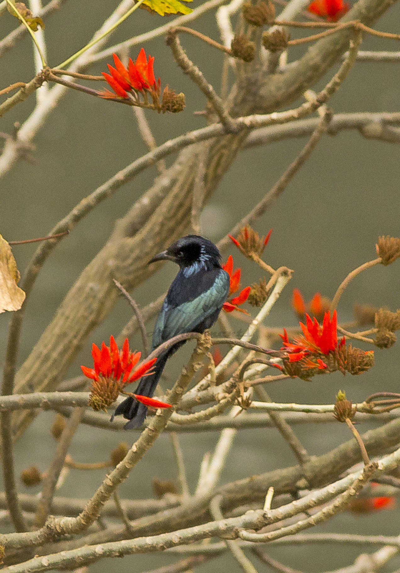 Canon EOS 60D + Canon EF 400mm F5.6L USM sample photo. Sprangled drongo photography