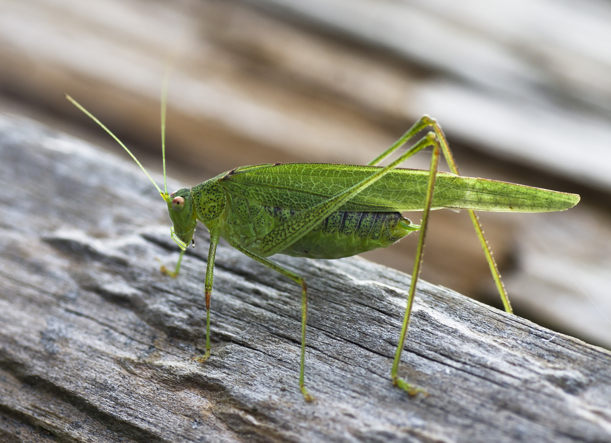 Tamron SP AF 90mm F2.8 Di Macro sample photo. Cricket photography