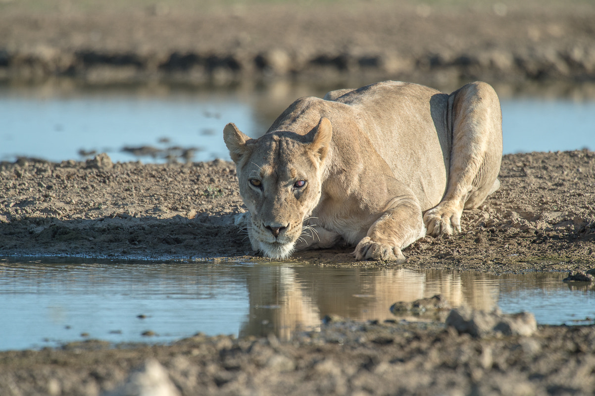 Nikon D4S + Nikon AF-S Nikkor 500mm F4G ED VR sample photo. Kalahari lion ( female ) photography