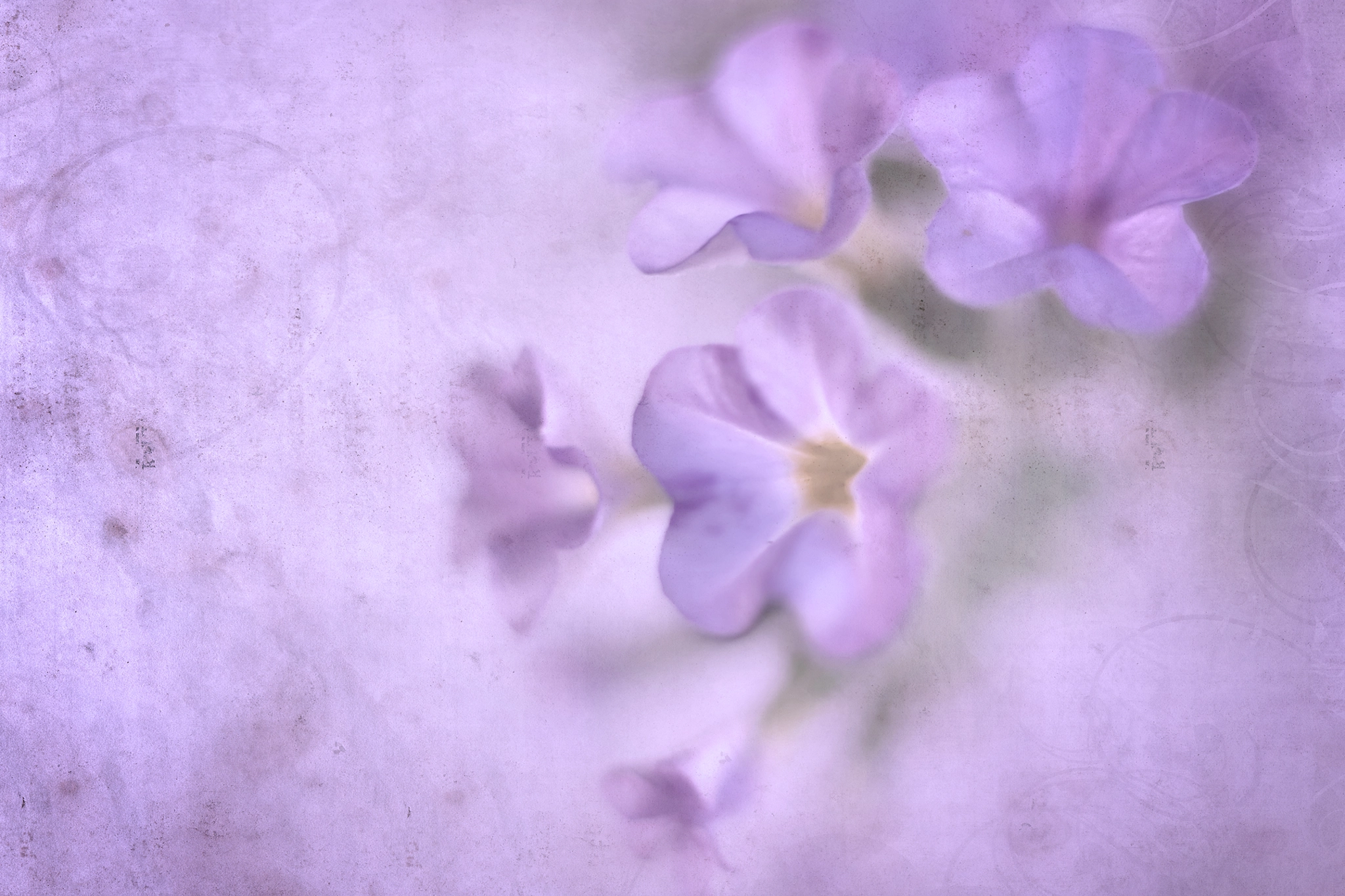 Canon EF 50mm F2.5 Macro sample photo. Overly romantic photography