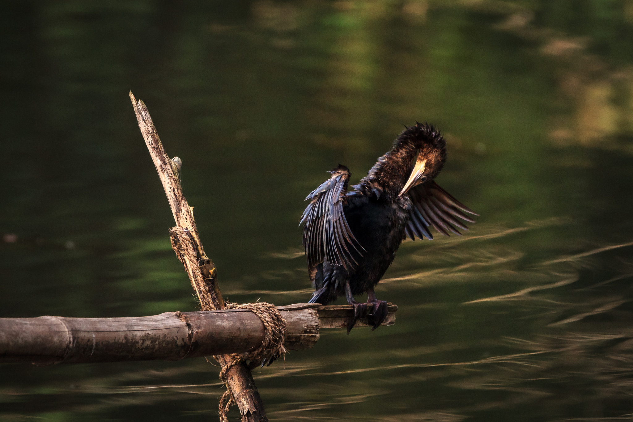 Tamron SP 150-600mm F5-6.3 Di VC USD sample photo. Comorant photography