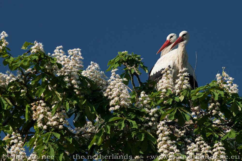Nikon D700 + Sigma 500mm F4.5 EX DG HSM sample photo. White storks in top of chestnut-tree photography