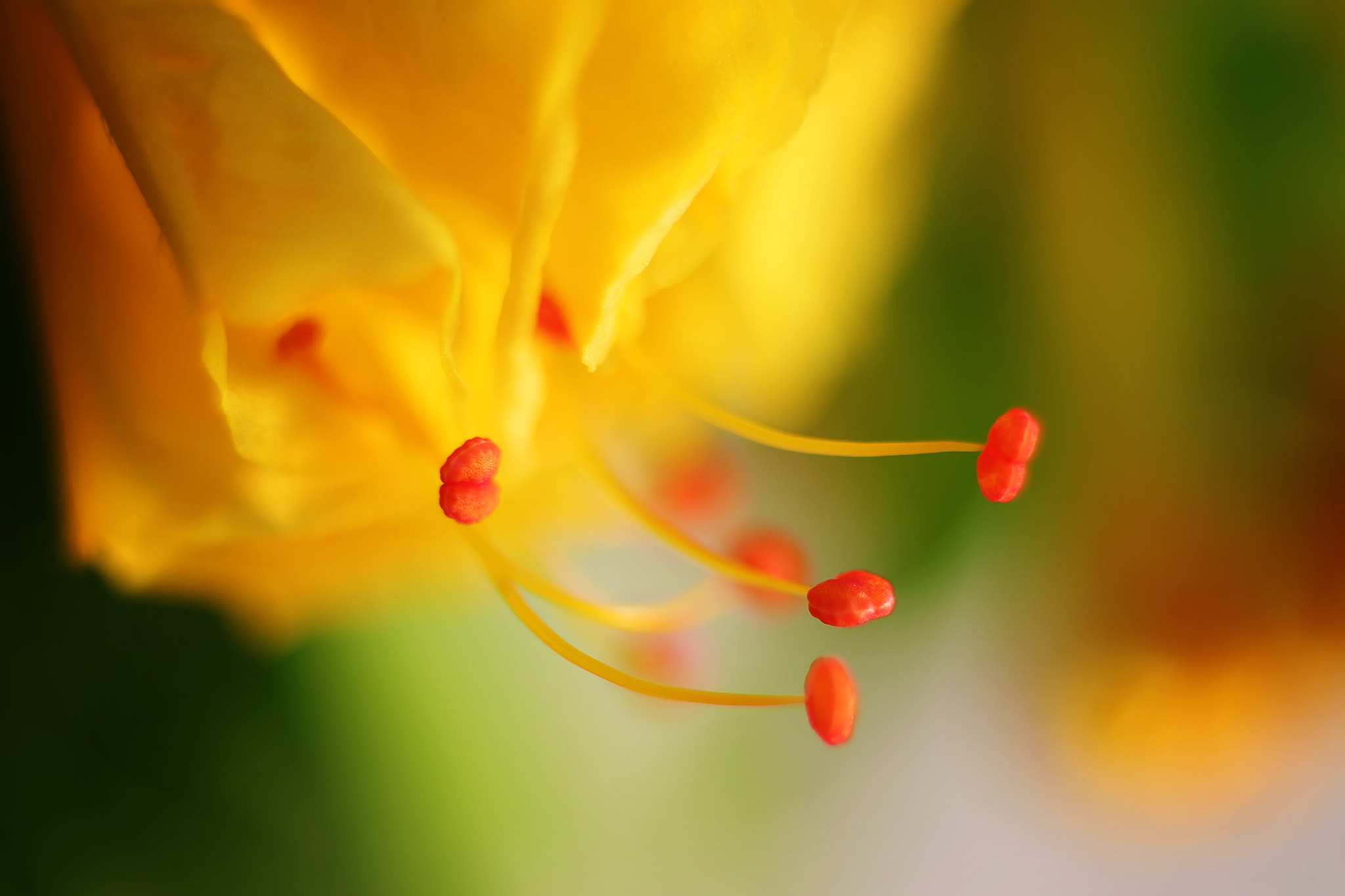Canon EF 50mm F2.5 Macro sample photo. Windward photography