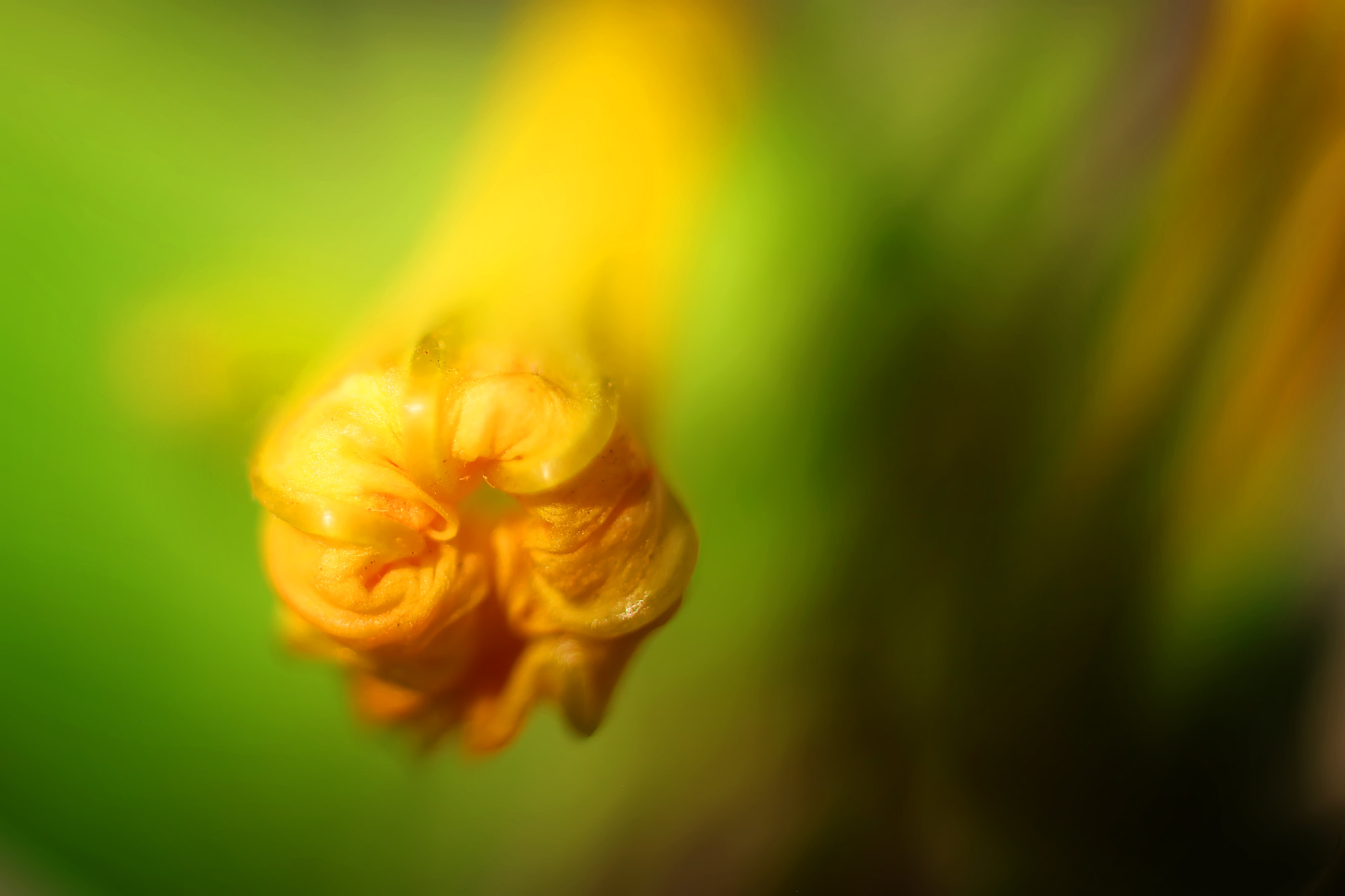 Canon EF 50mm F2.5 Macro sample photo. When shuffled off photography