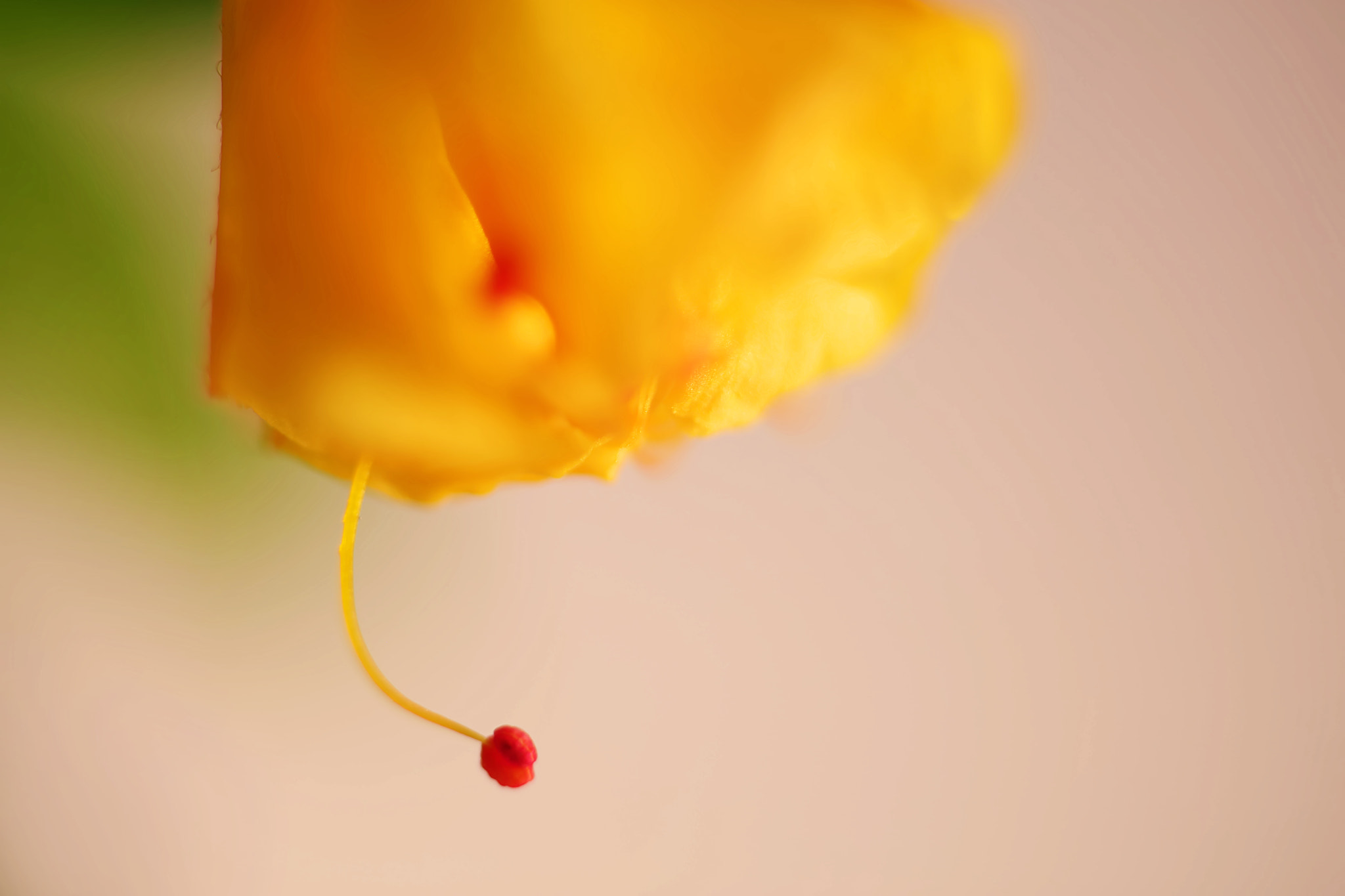 Canon EF 50mm F2.5 Macro sample photo. A single plea photography