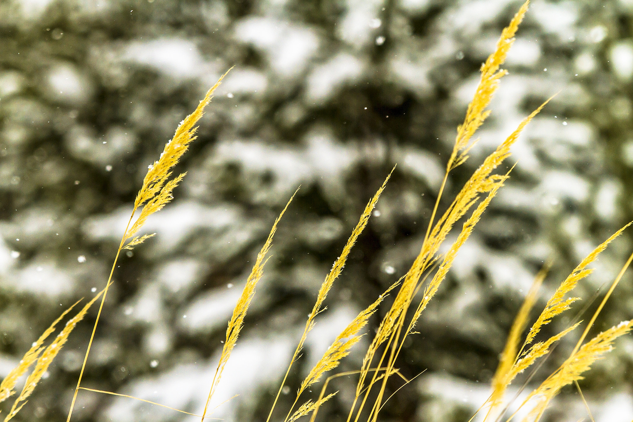 Canon EOS 7D + Canon EF 80-200mm f/2.8L sample photo. Autumn grass and winter snow photography
