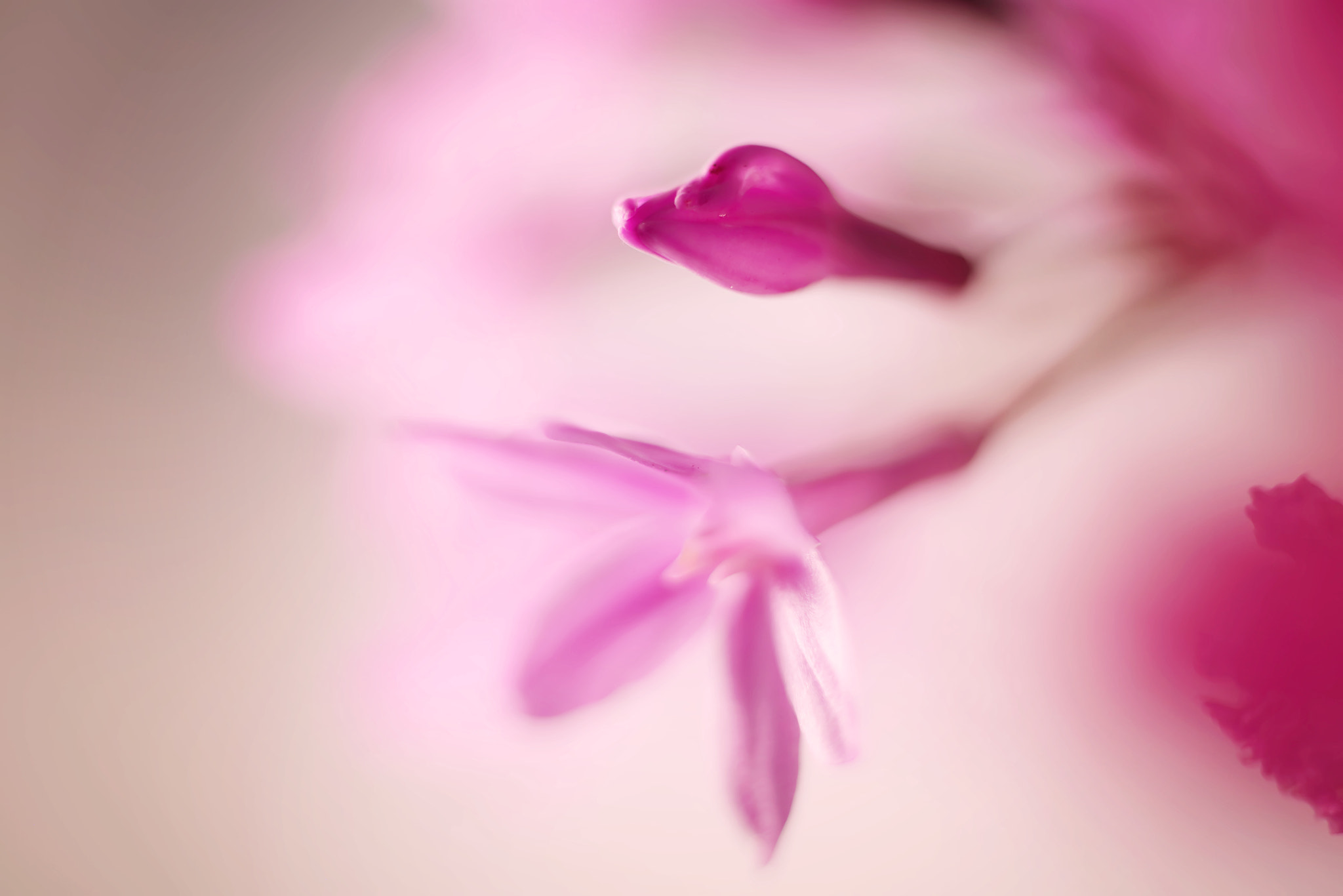 Canon EF 50mm F2.5 Macro sample photo. Mag-nified photography