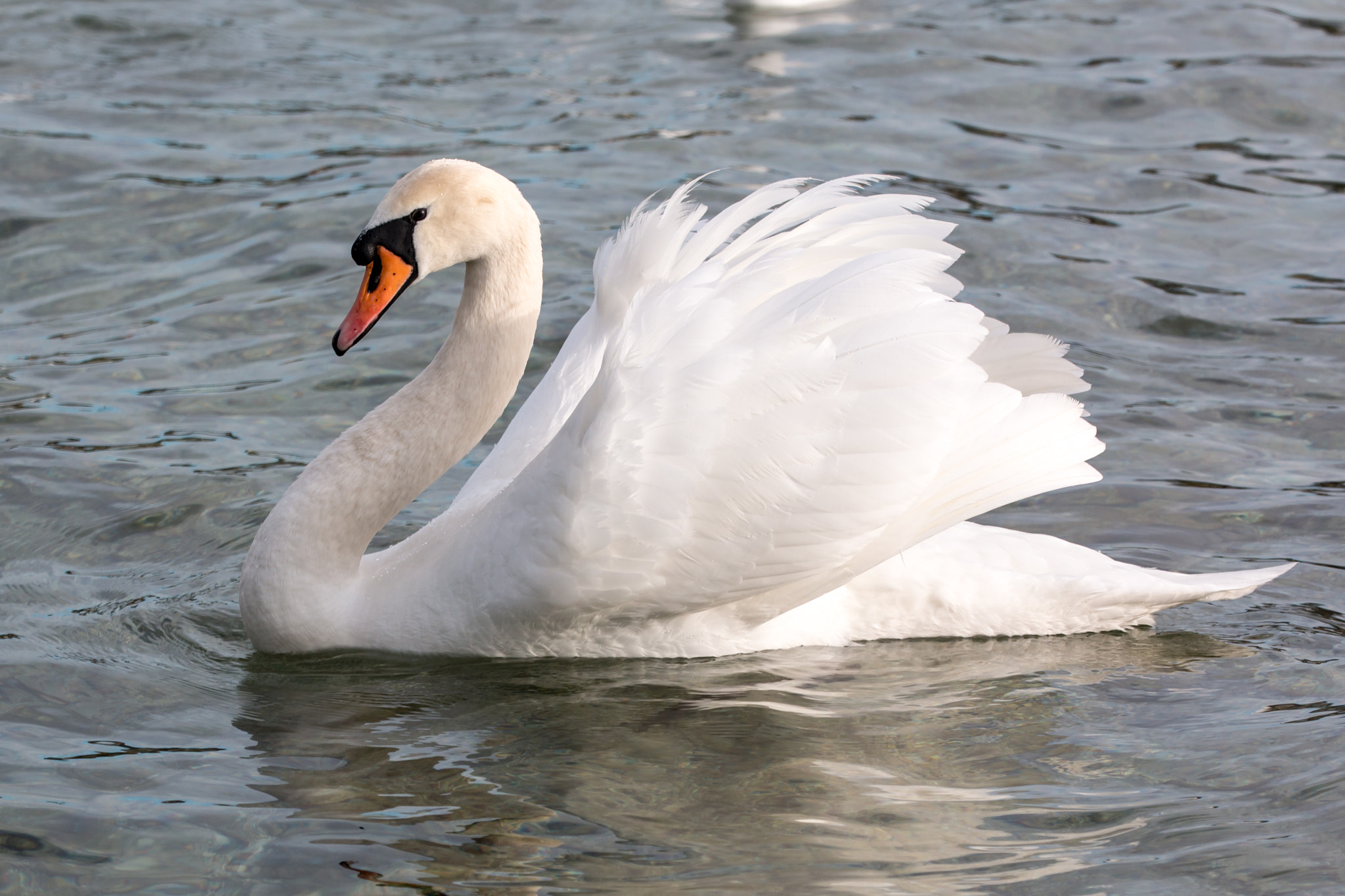 Sigma 150mm f/2.8 EX DG OS HSM APO Macro sample photo. Höckerschwan 4 photography