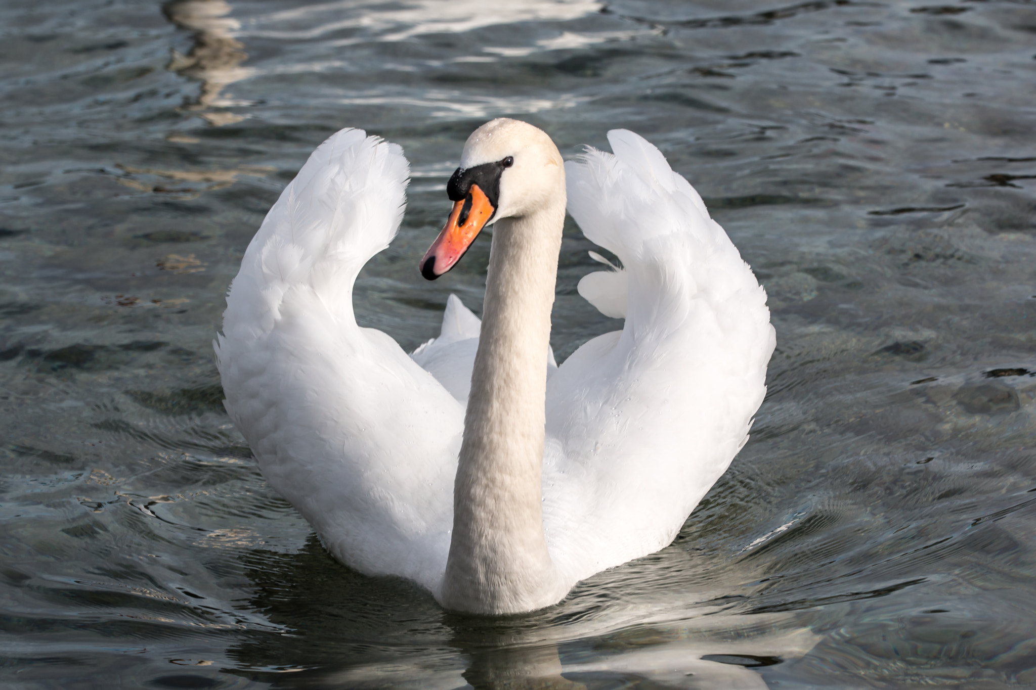 Sigma 150mm f/2.8 EX DG OS HSM APO Macro sample photo. Höckerschwan 5 photography
