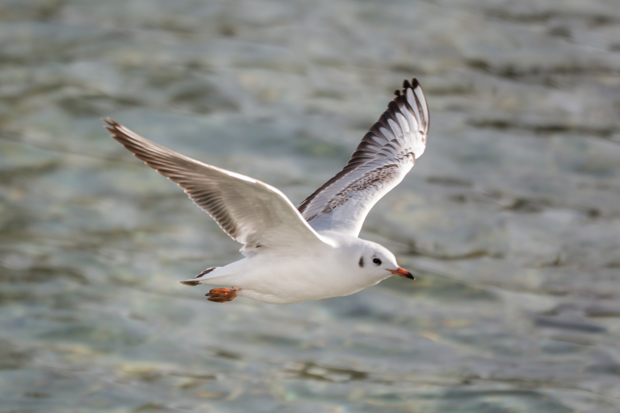 Sigma 150mm f/2.8 EX DG OS HSM APO Macro sample photo. Möwe 2 photography