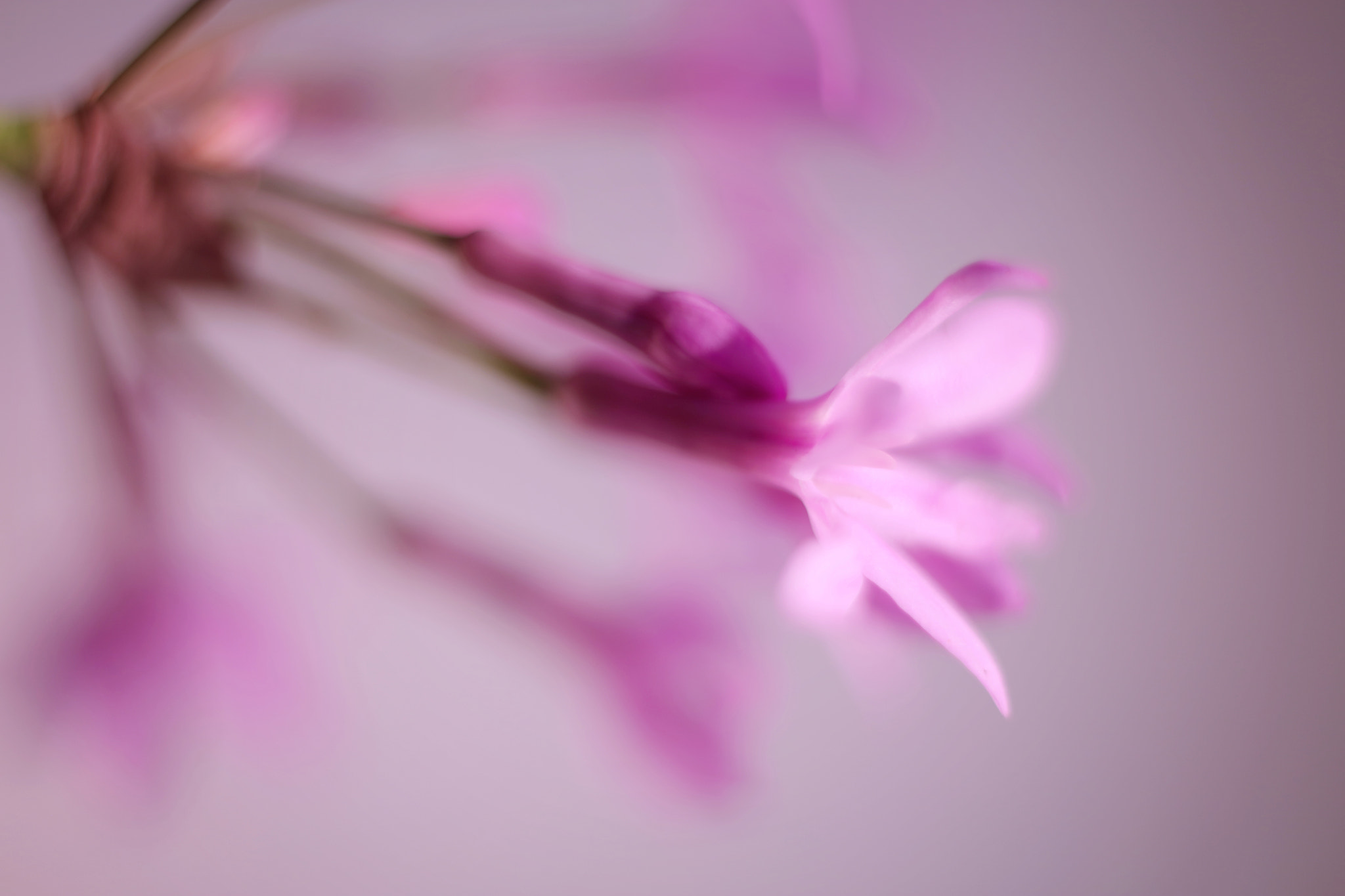 Canon EF 50mm F2.5 Macro sample photo. Good morning! photography