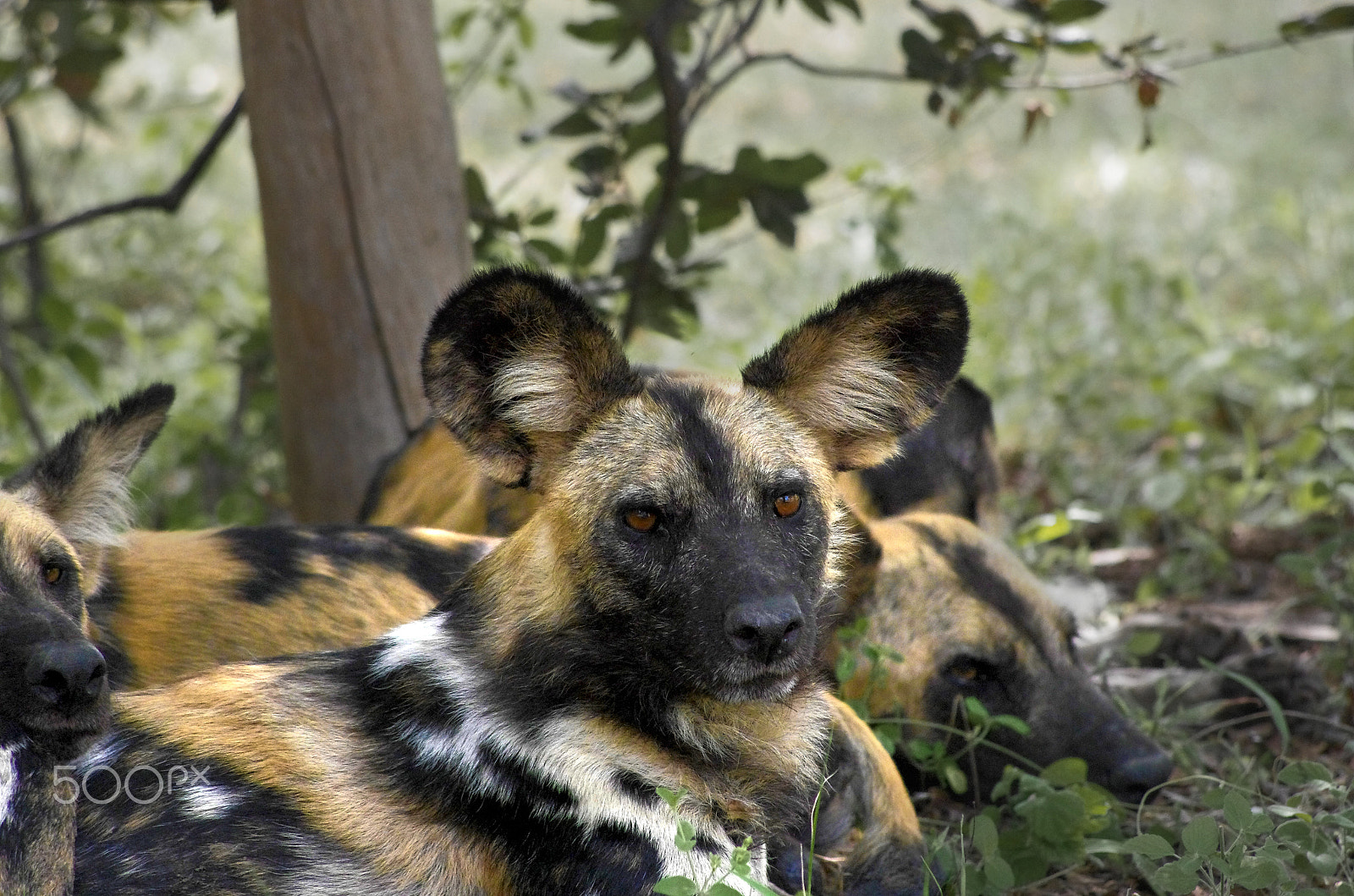 HD Pentax DA 55-300mm F4.0-5.8 ED WR sample photo. African wild dog photography