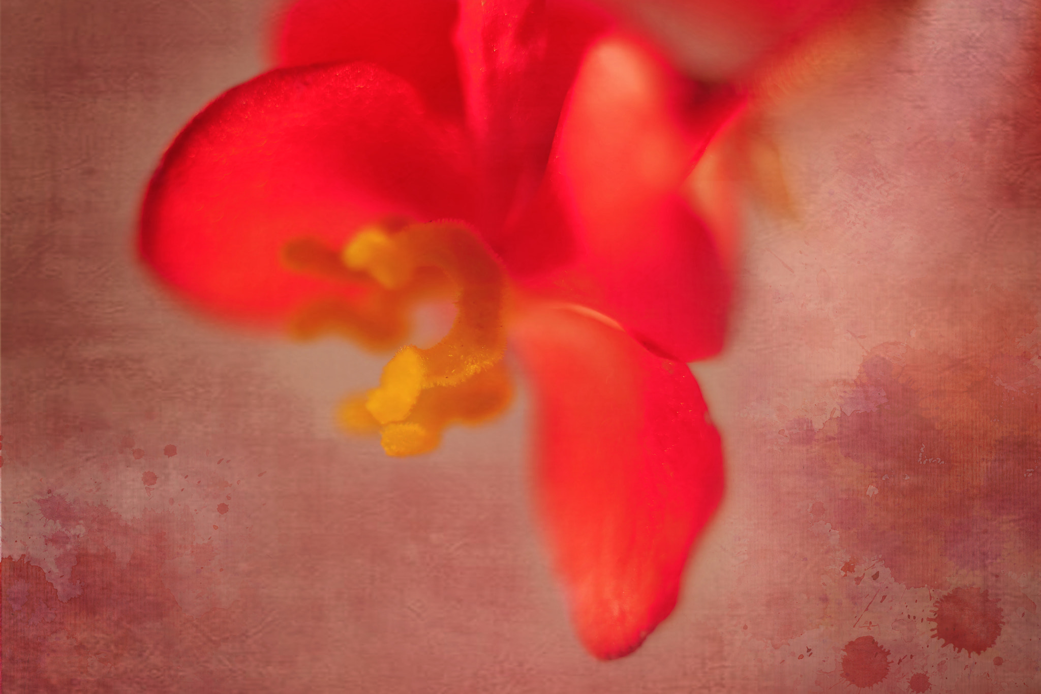 Canon EF 50mm F2.5 Macro sample photo. Valentine photography