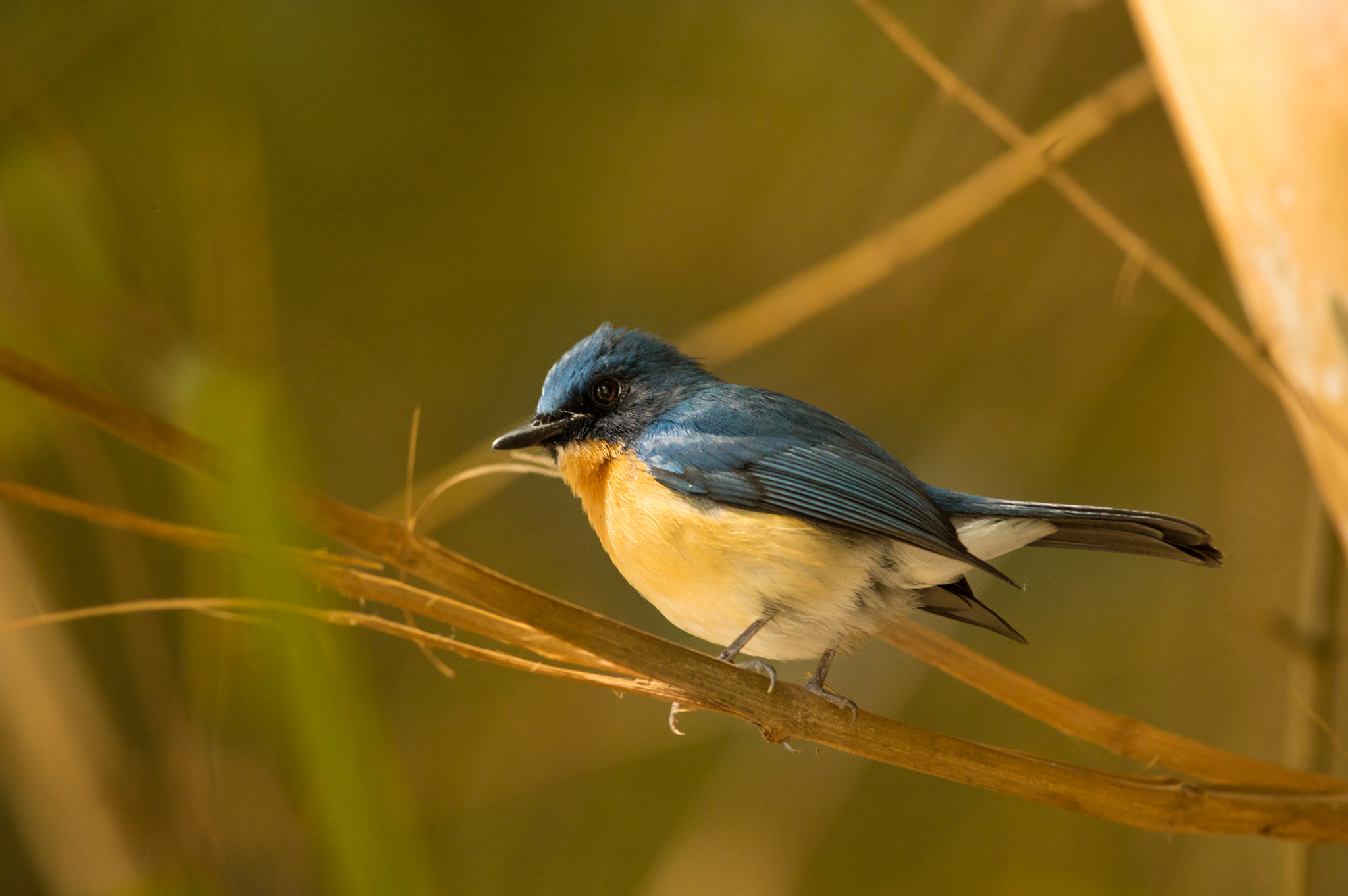 Nikon D3200 + Nikon AF-S Nikkor 300mm F4D ED-IF sample photo. Tickell's blue flycatcher...  photography