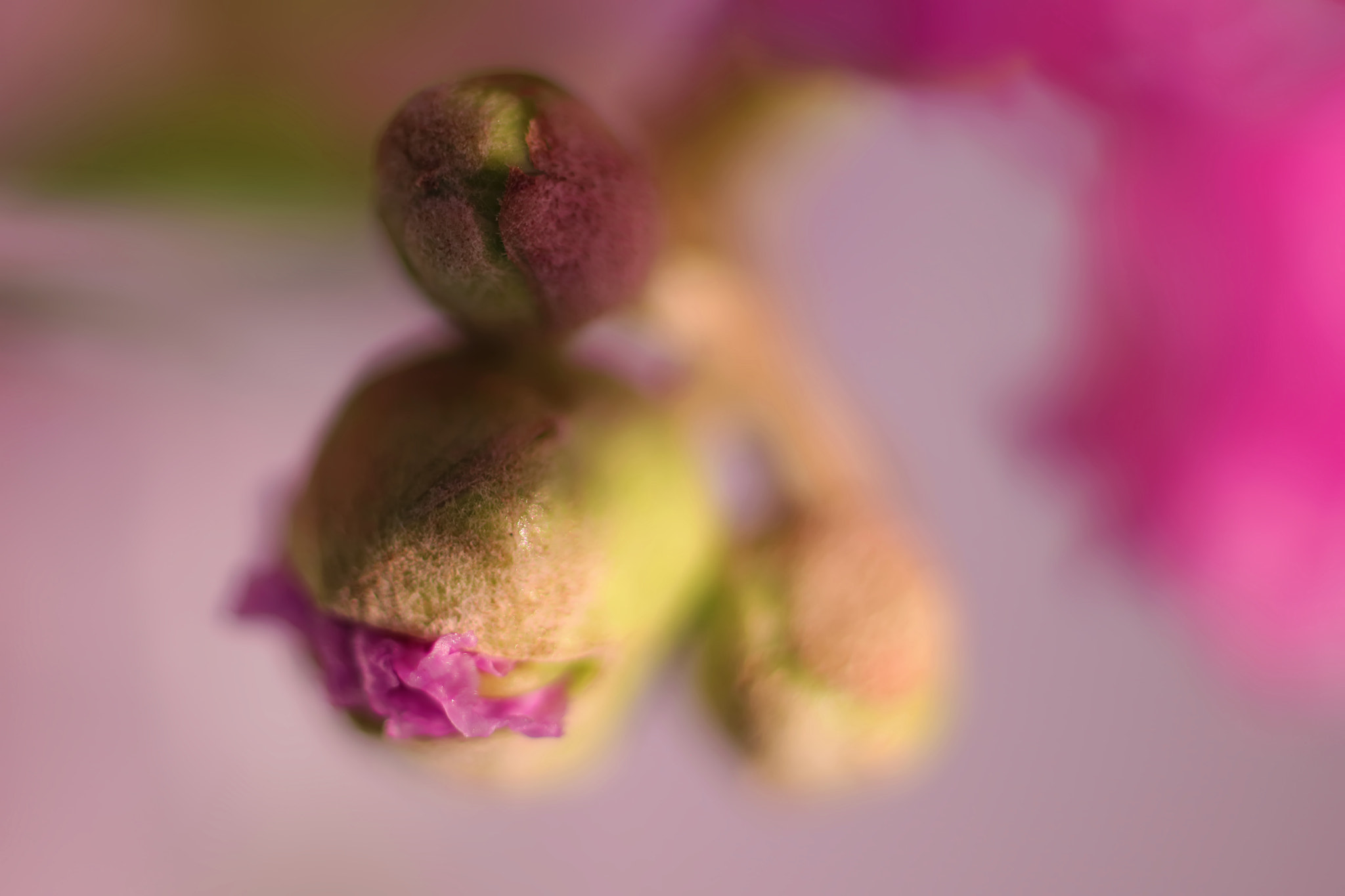 Canon EF 50mm F2.5 Macro sample photo. Living on a prayer photography