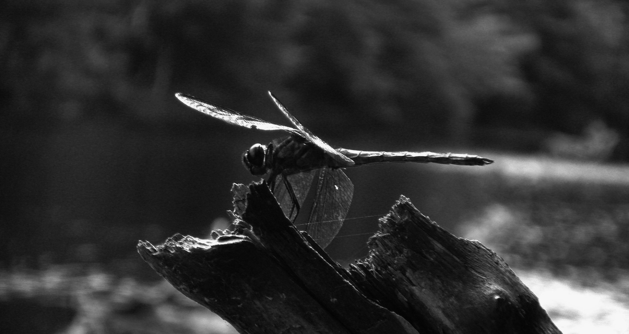 Sony DSC-T10 sample photo. B&w dragonfly photography