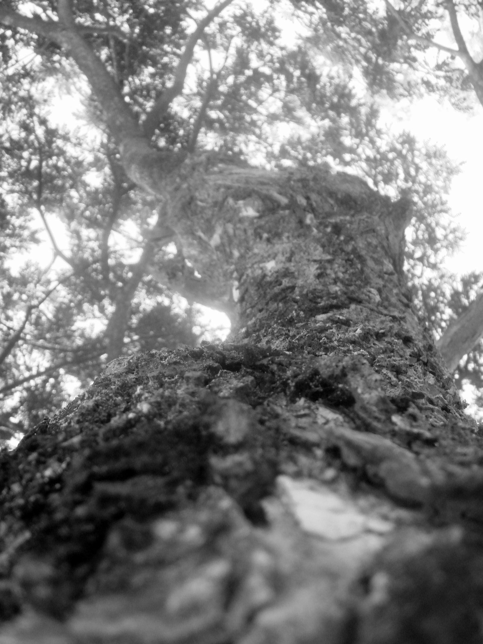 Sony DSC-T10 sample photo. B&w tree photography
