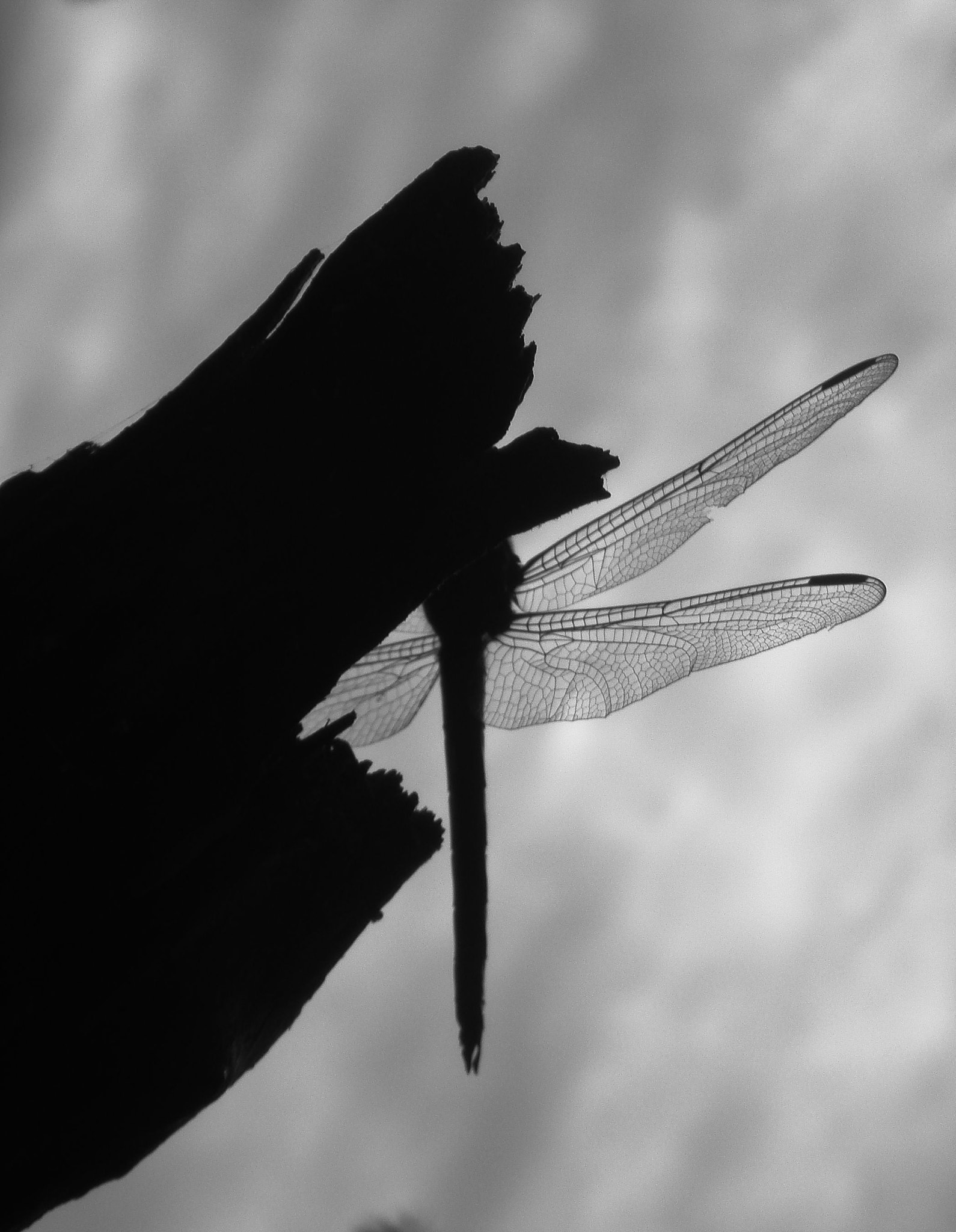 Sony DSC-T10 sample photo. Dragonfly photography