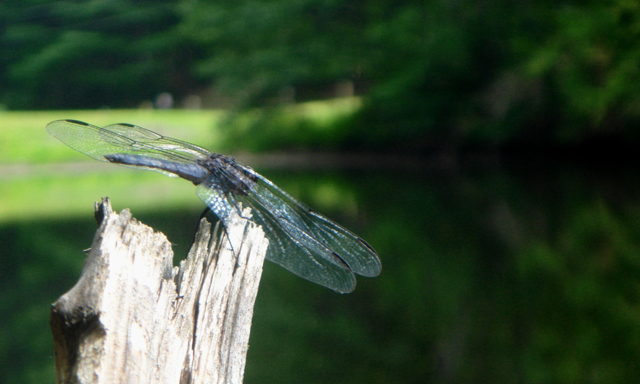 Sony DSC-T10 sample photo. Resting photography