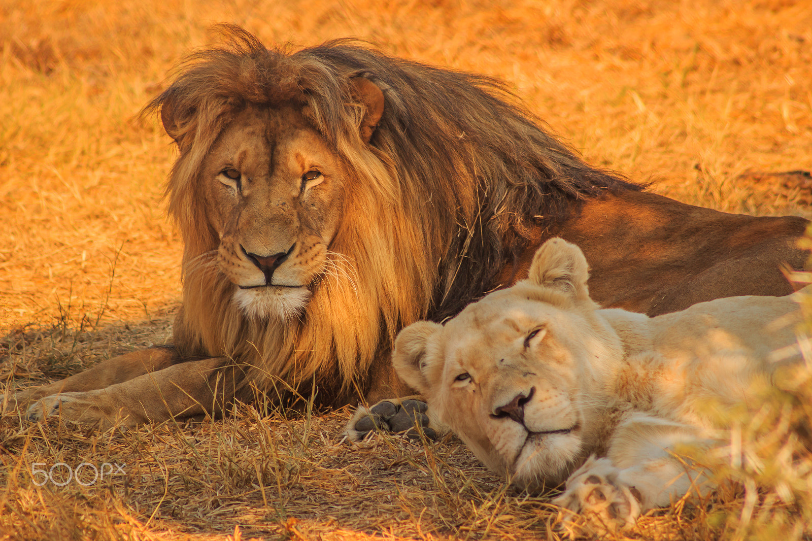 Canon EF 75-300mm f/4-5.6 USM sample photo. Africa safari mr. &amp; mrs. lion photography