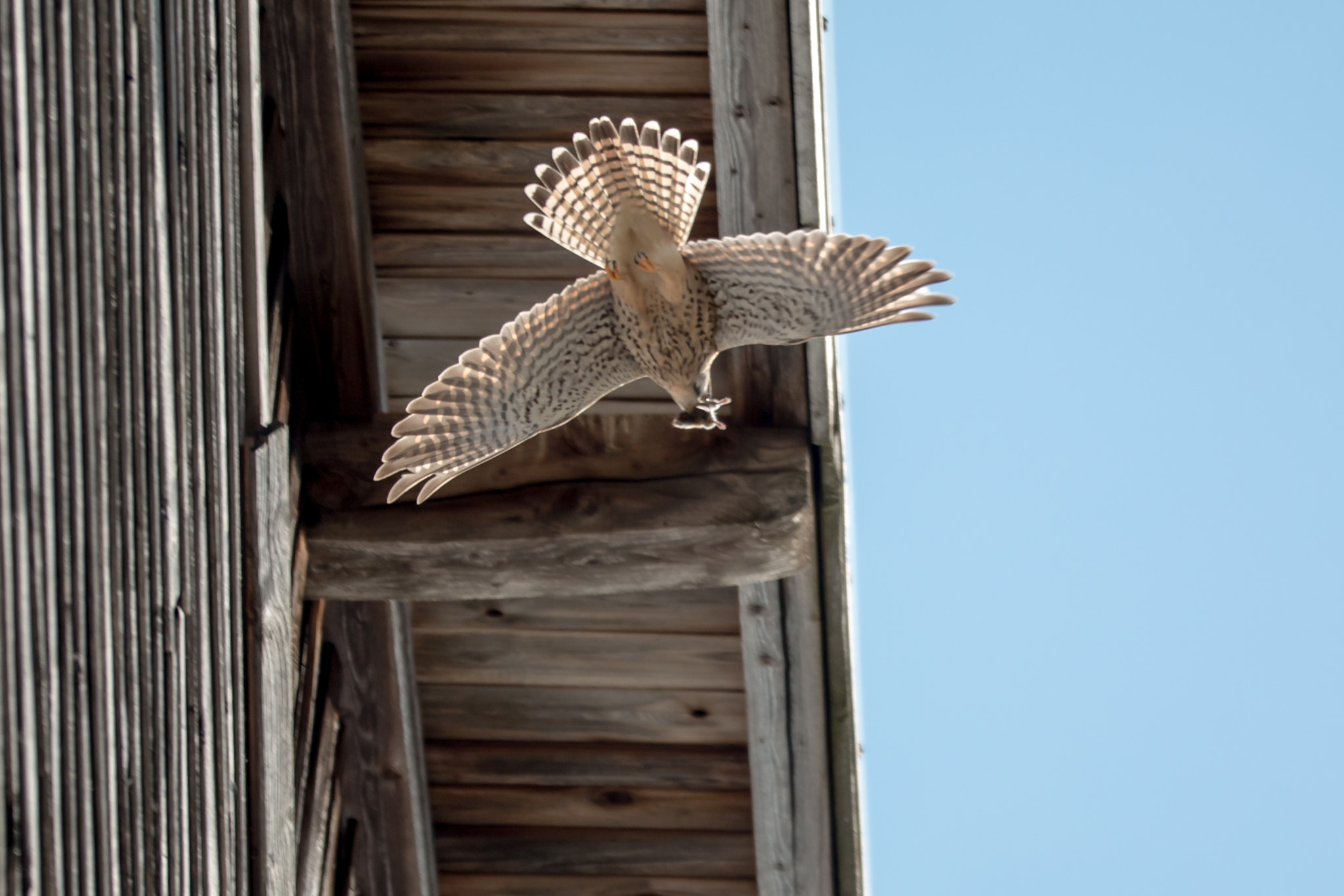 Sigma 150mm f/2.8 EX DG OS HSM APO Macro sample photo. Turmfalke 1 photography
