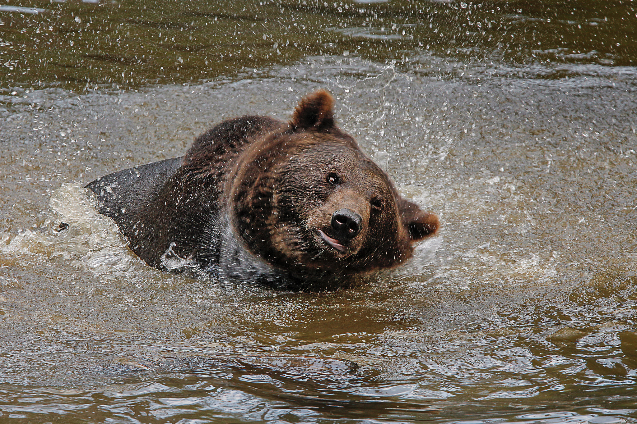 Canon EF 300mm F2.8L IS USM sample photo. Bathtime for a bear! photography