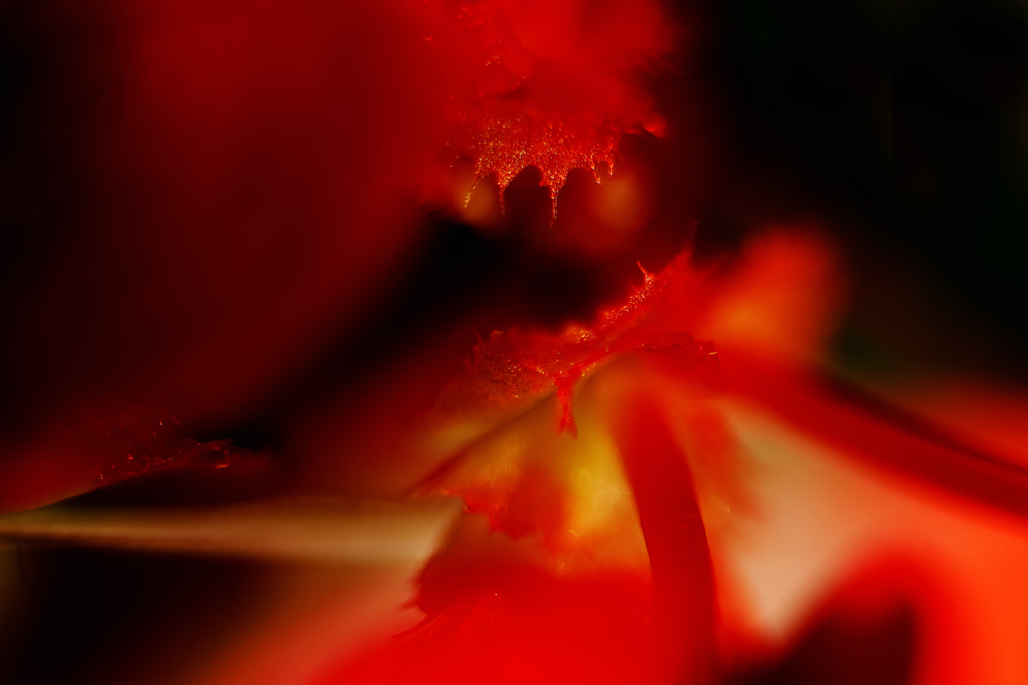 Canon EF 50mm F2.5 Macro sample photo. Jaws of life photography