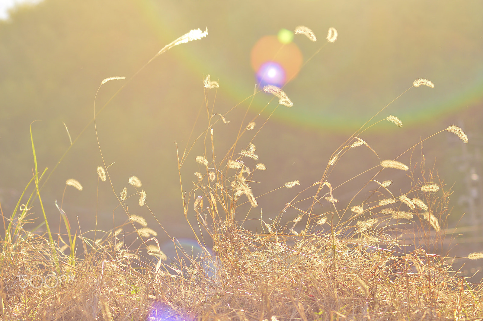 AF Zoom-Nikkor 70-300mm f/4-5.6D ED sample photo. Winter sunshine photography