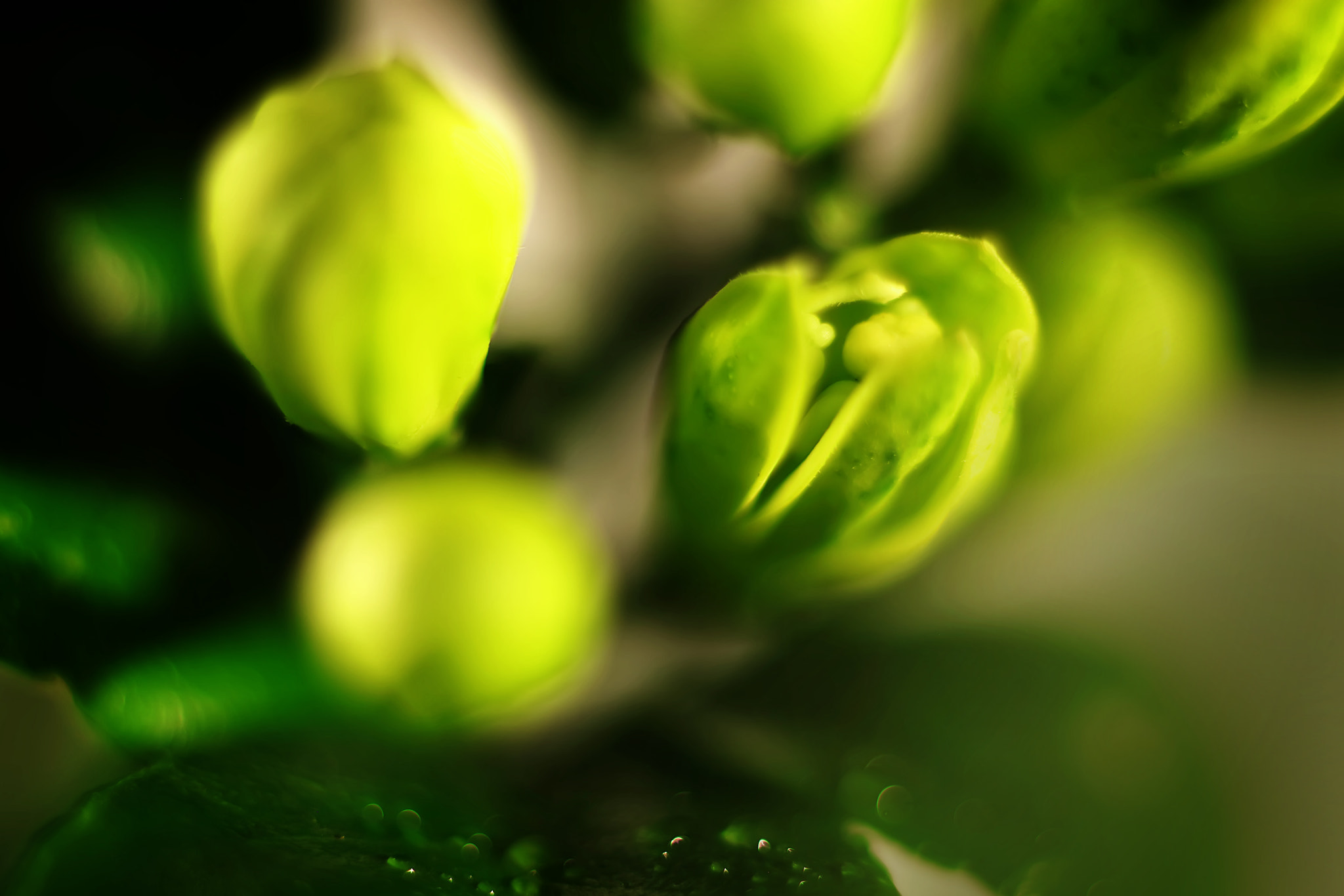 Canon EF 50mm F2.5 Macro sample photo. I've got the sun in my pocket photography