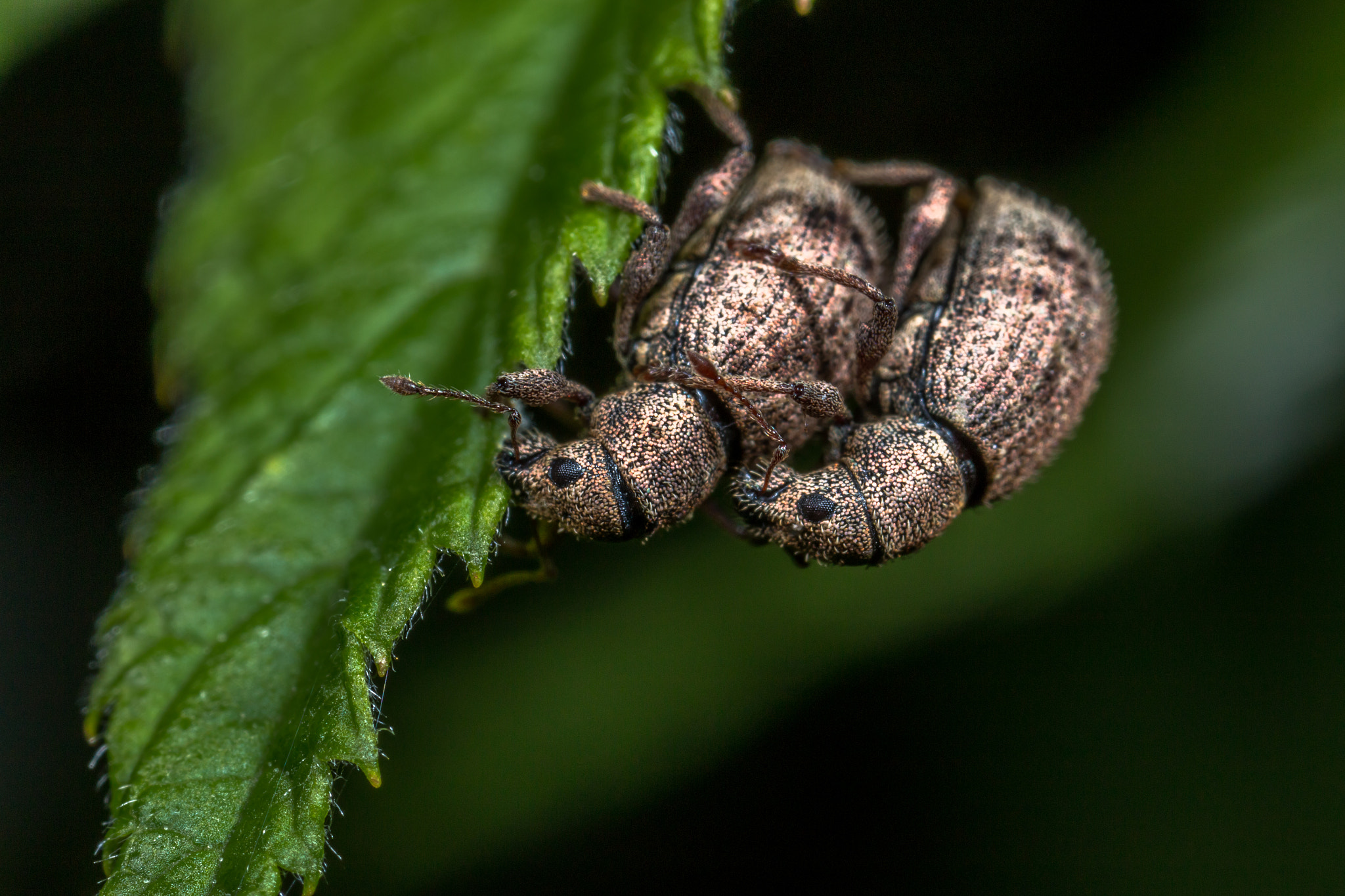 Canon MP-E 65mm F2.5 1-5x Macro Photo sample photo. Beetles photography