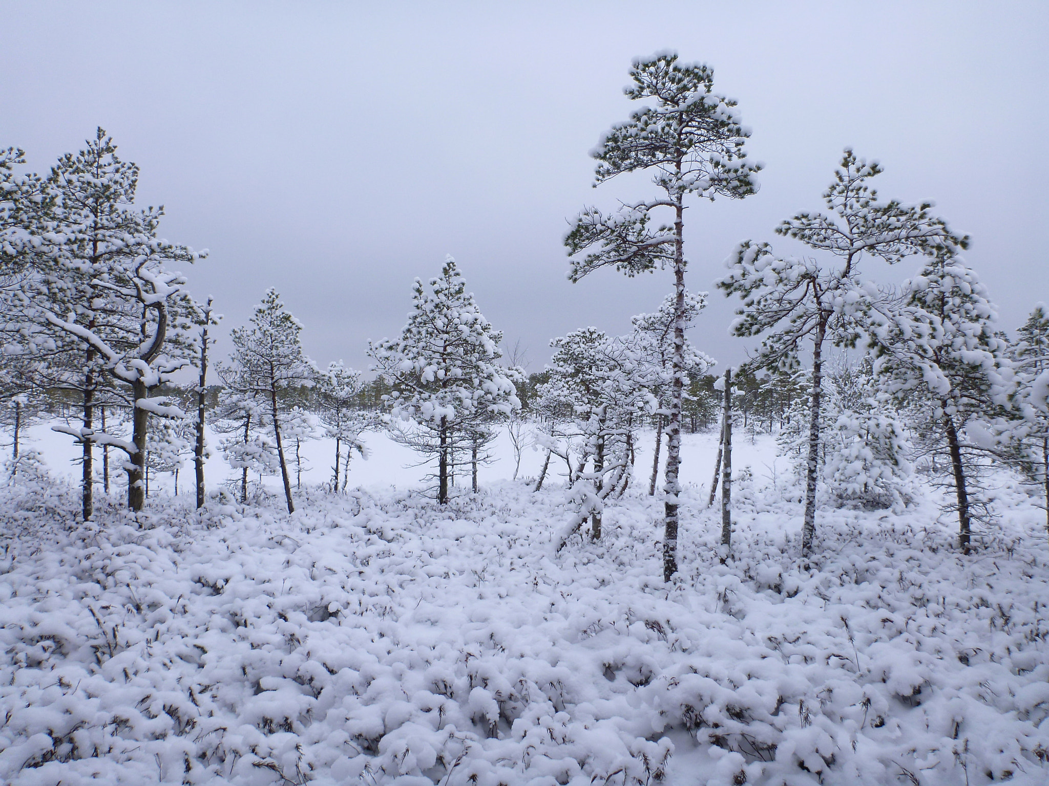 Panasonic DMC-FT3 sample photo. Winter memories photography
