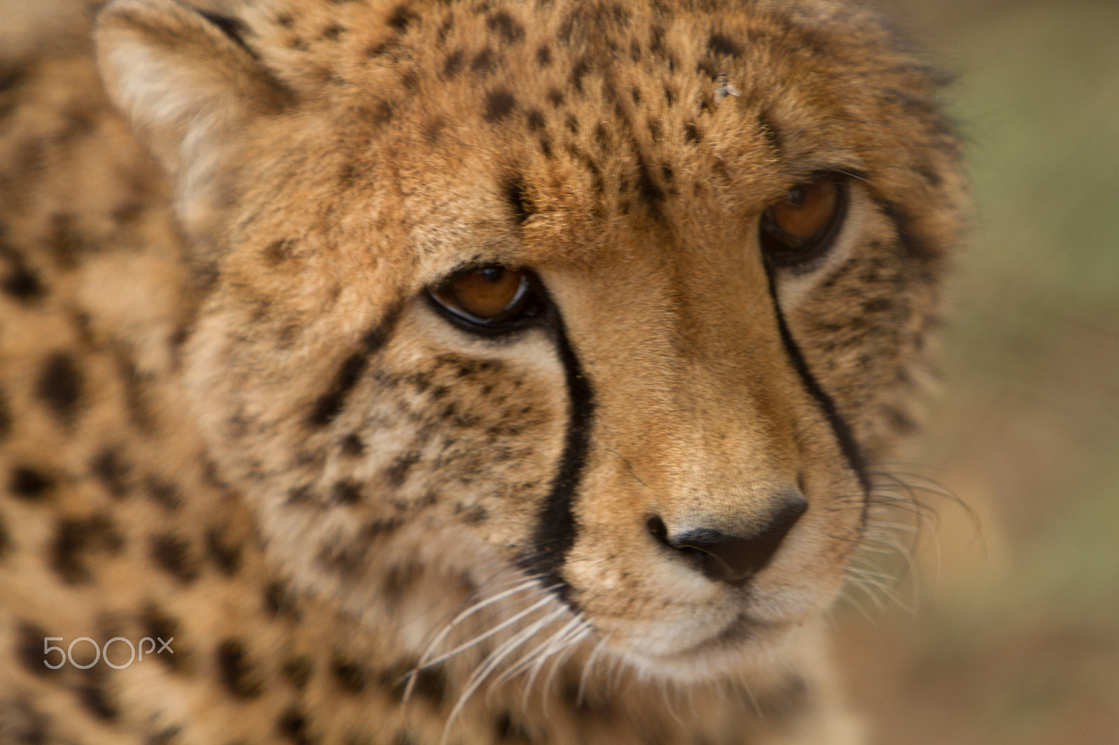 Canon EF 70-200mm F2.8L IS USM sample photo
