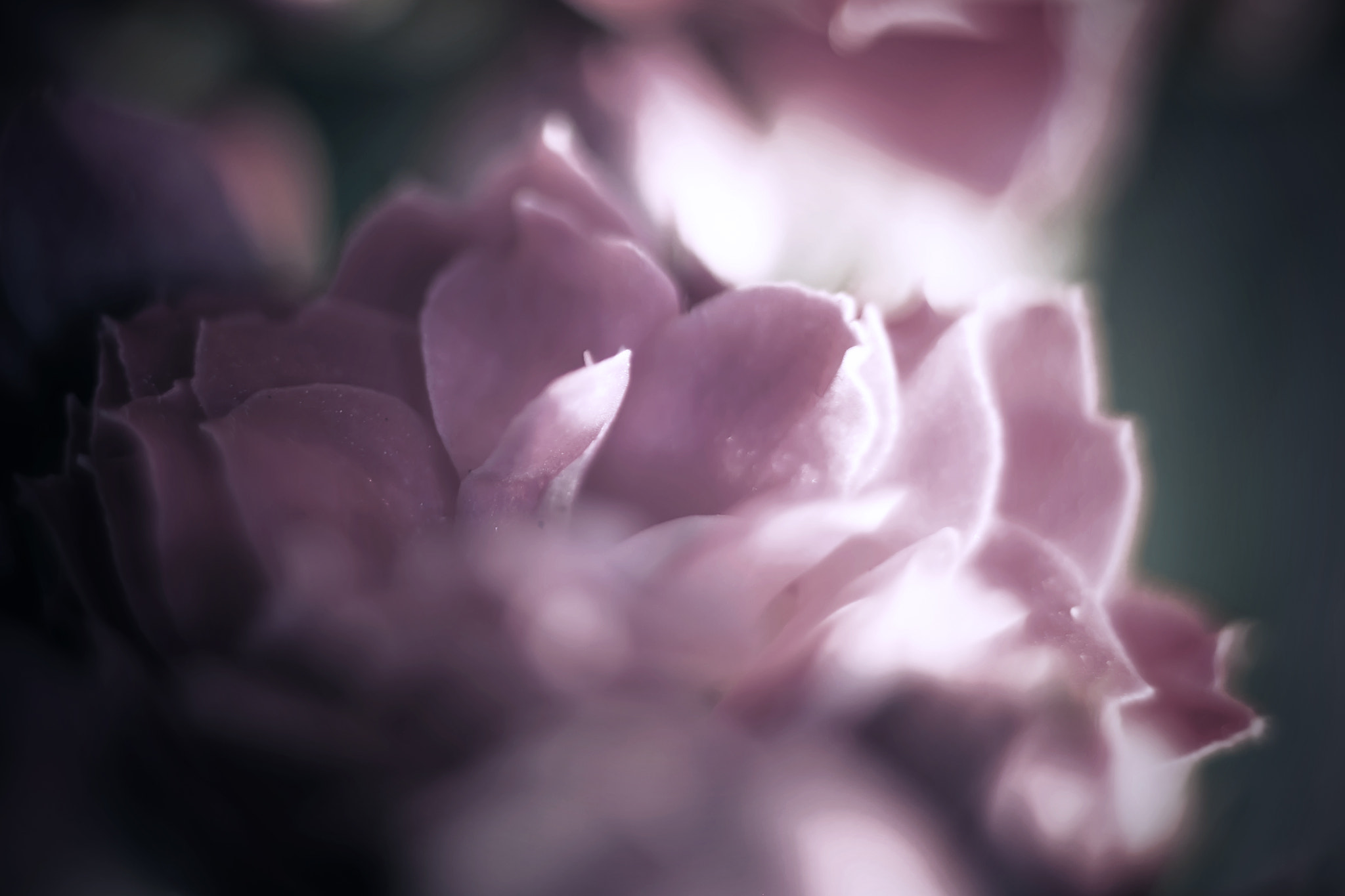 Canon EF 50mm F2.5 Macro sample photo. Fantasies of the great beyond photography