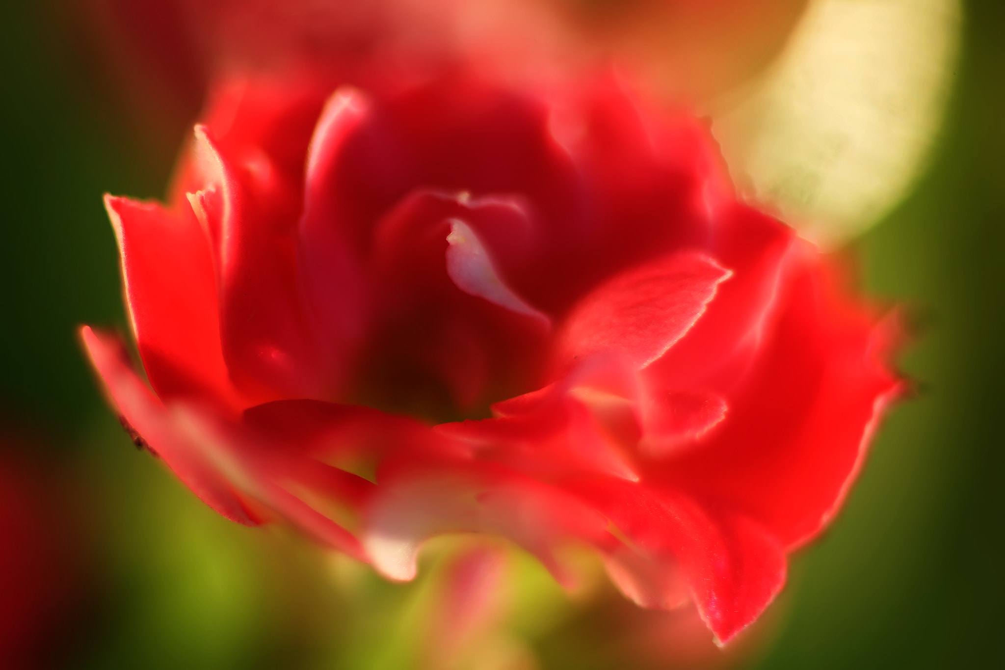 Canon EF 50mm F2.5 Macro sample photo. Under cover rose photography