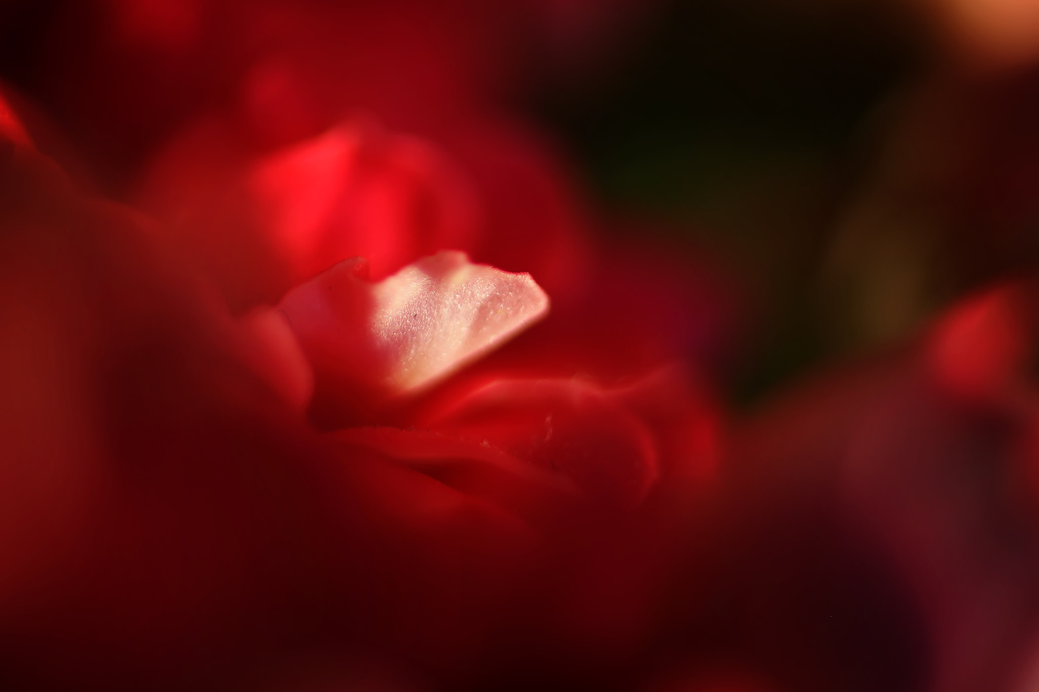 Canon EF 50mm F2.5 Macro sample photo. Ardour photography