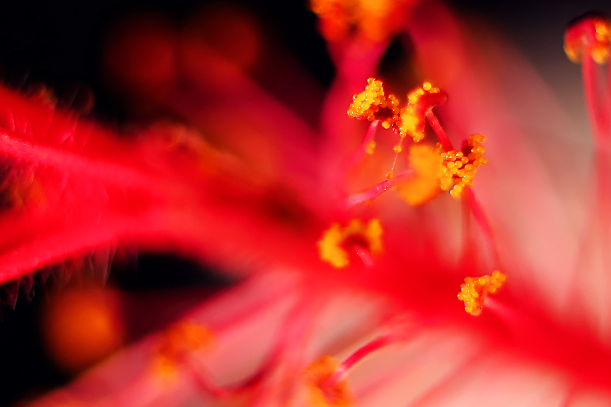 Canon EF 50mm F2.5 Macro sample photo. Ambrosia photography