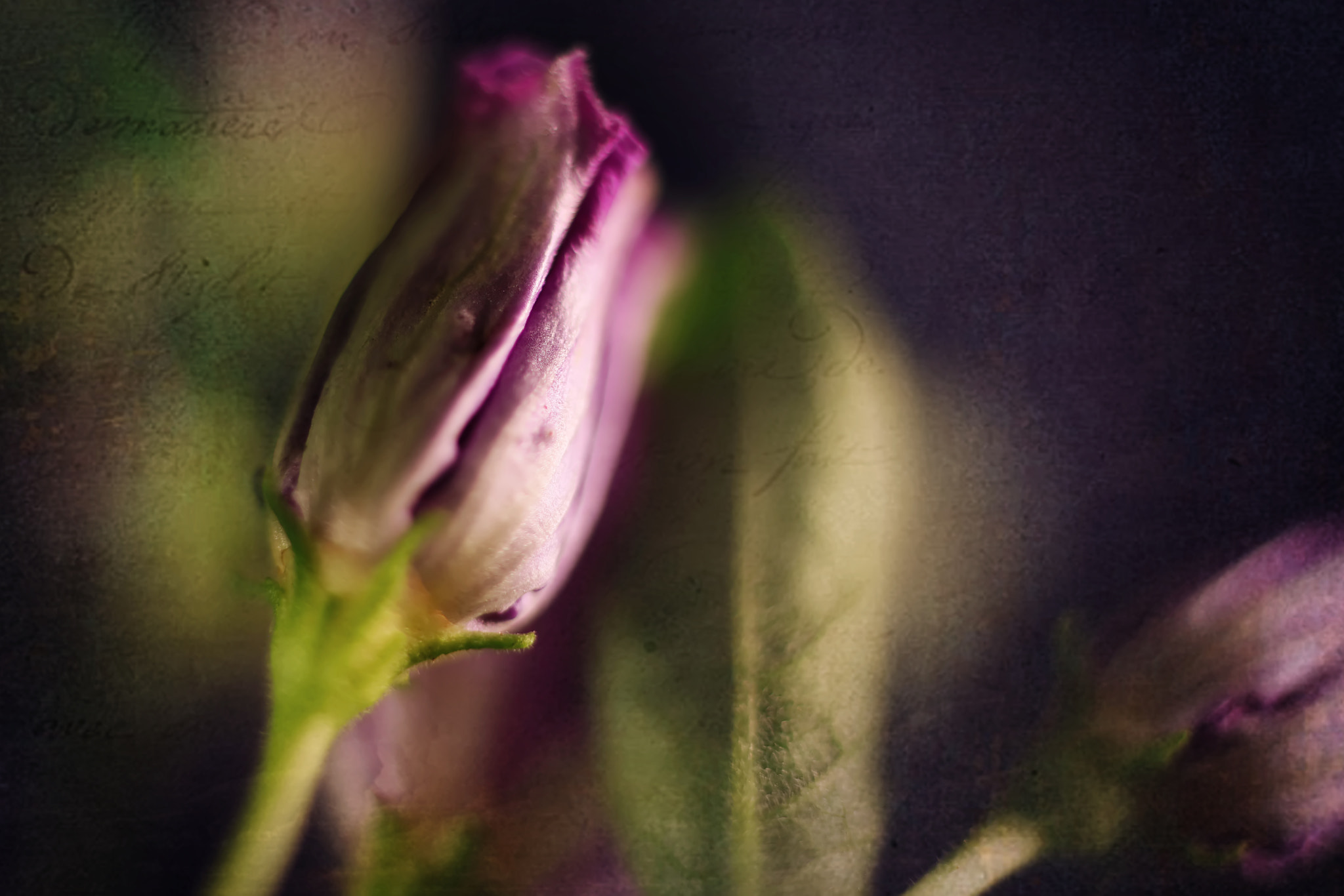 Canon EF 50mm F2.5 Macro sample photo. Breath mints in church photography