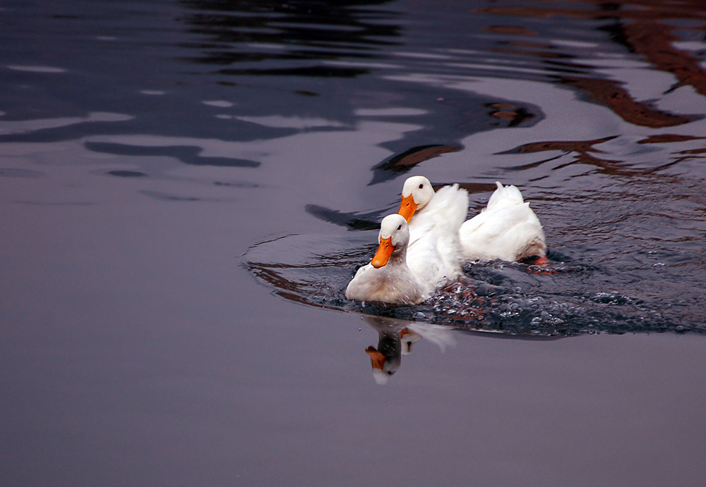 Nikon D50 sample photo. Bold and funky photography