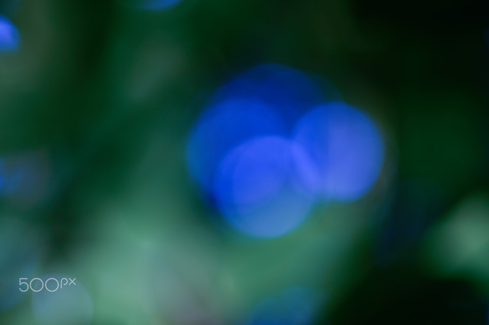 Nikon D4S + Sigma 70mm F2.8 EX DG Macro sample photo. Green blurred background with bokeh photography