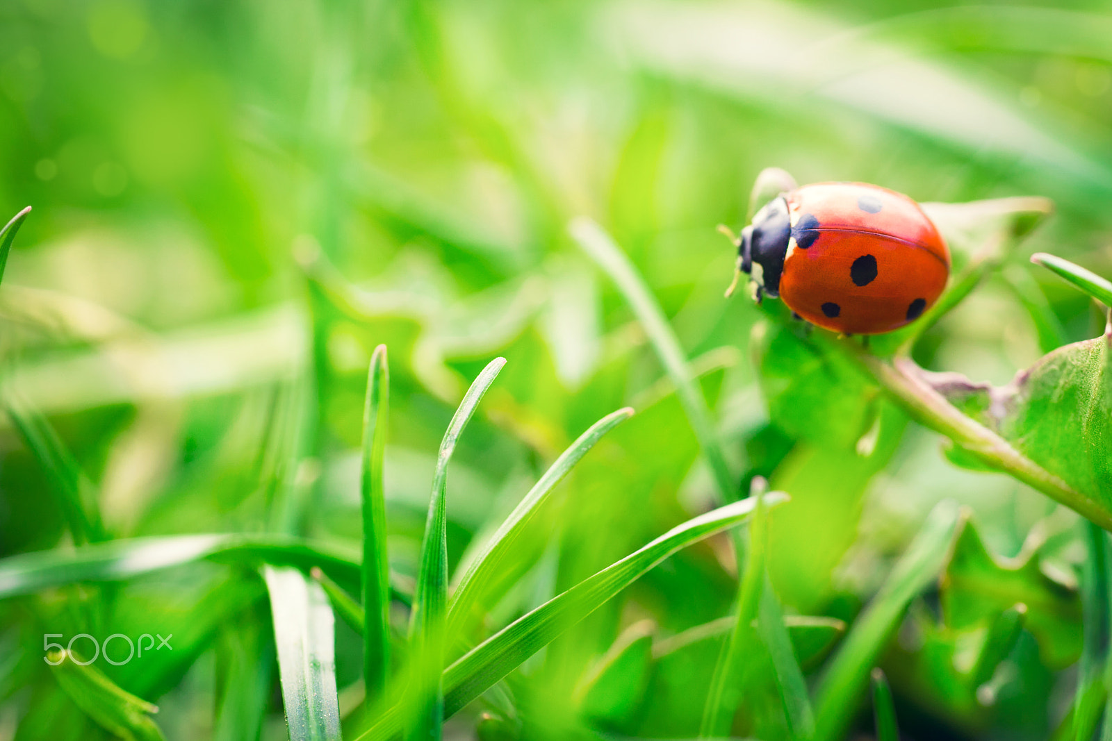 Nikon D4S + Sigma 70mm F2.8 EX DG Macro sample photo. Ladybird in garden, close up photography