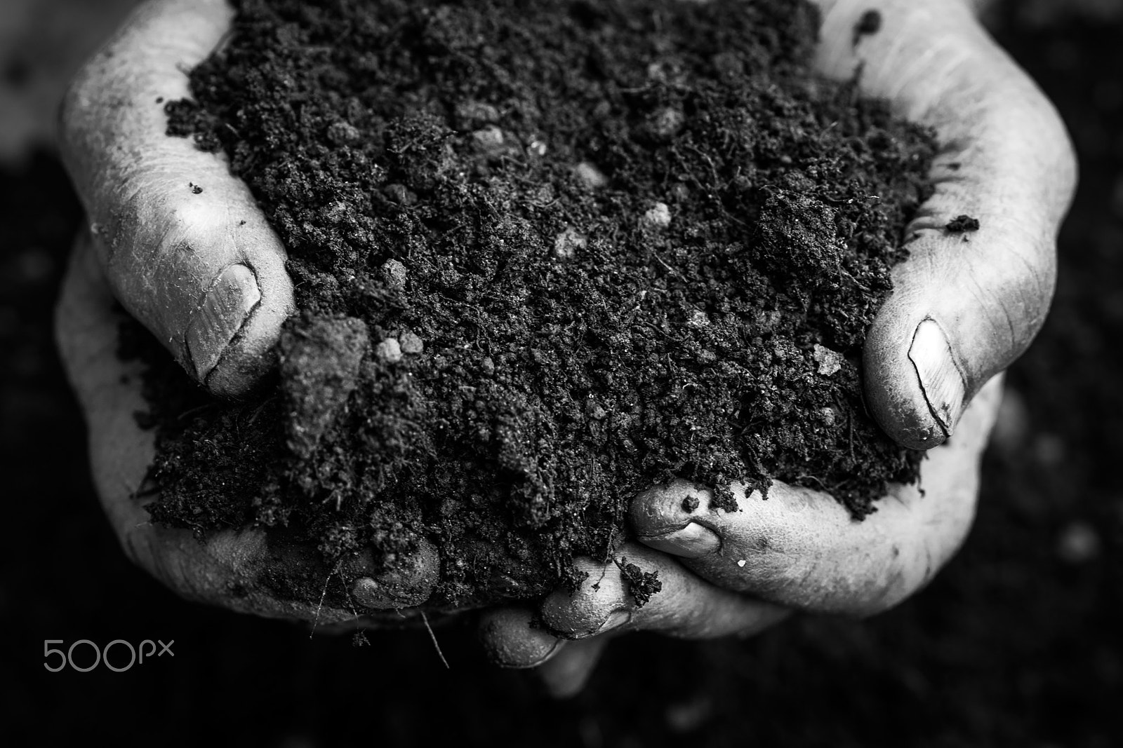 Nikon D4S + Sigma 70mm F2.8 EX DG Macro sample photo. Old woman hands holding fresh soil. symbol of spring and ecology concept photography