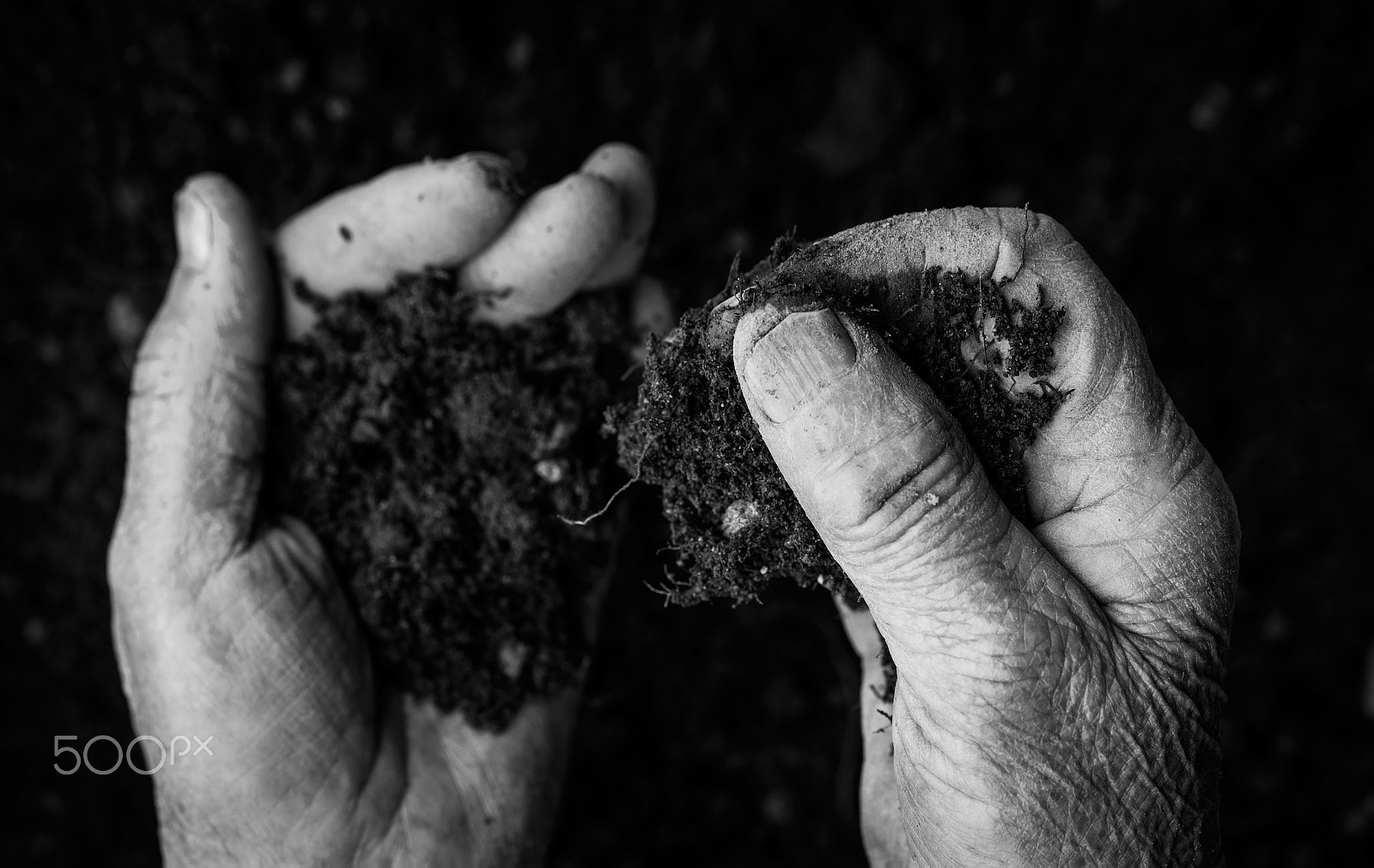 Nikon D4S + Sigma 70mm F2.8 EX DG Macro sample photo. Old woman hands holding fresh soil. symbol of spring and ecology concept photography