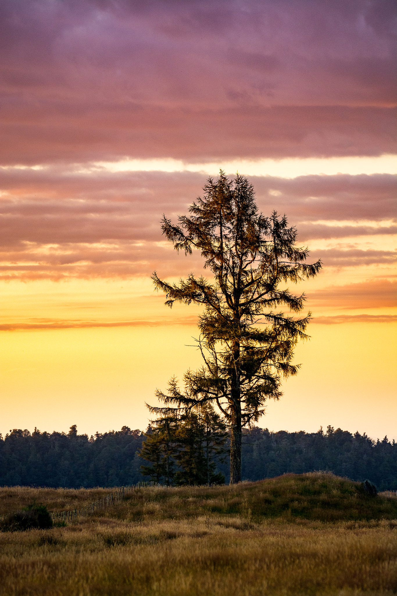 AF-S Zoom-Nikkor 80-200mm f/2.8D IF-ED sample photo. Stand tall in the coming darkness photography