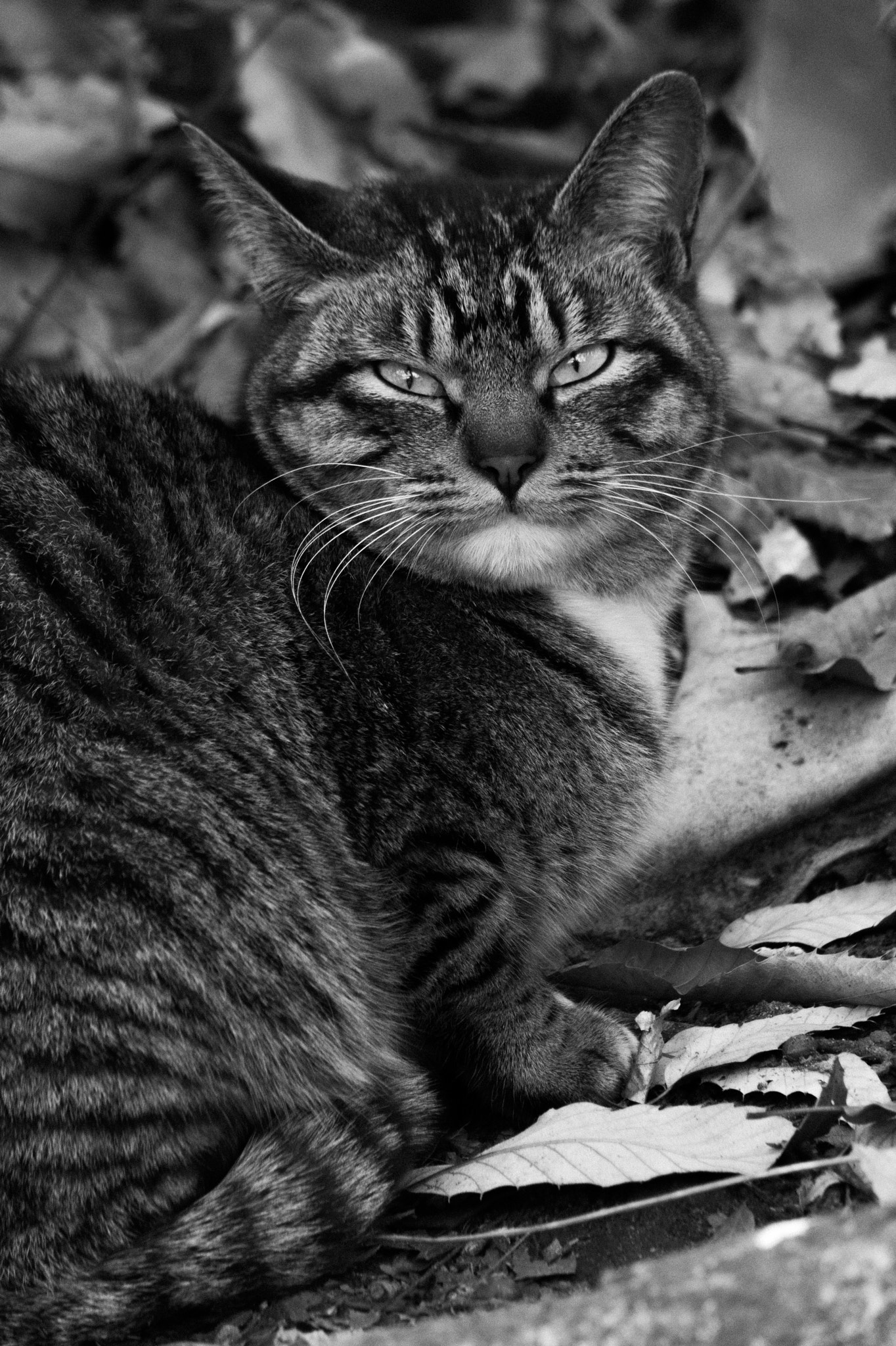 Pentax 06 Telephoto 15-45mm sample photo. Cat photography