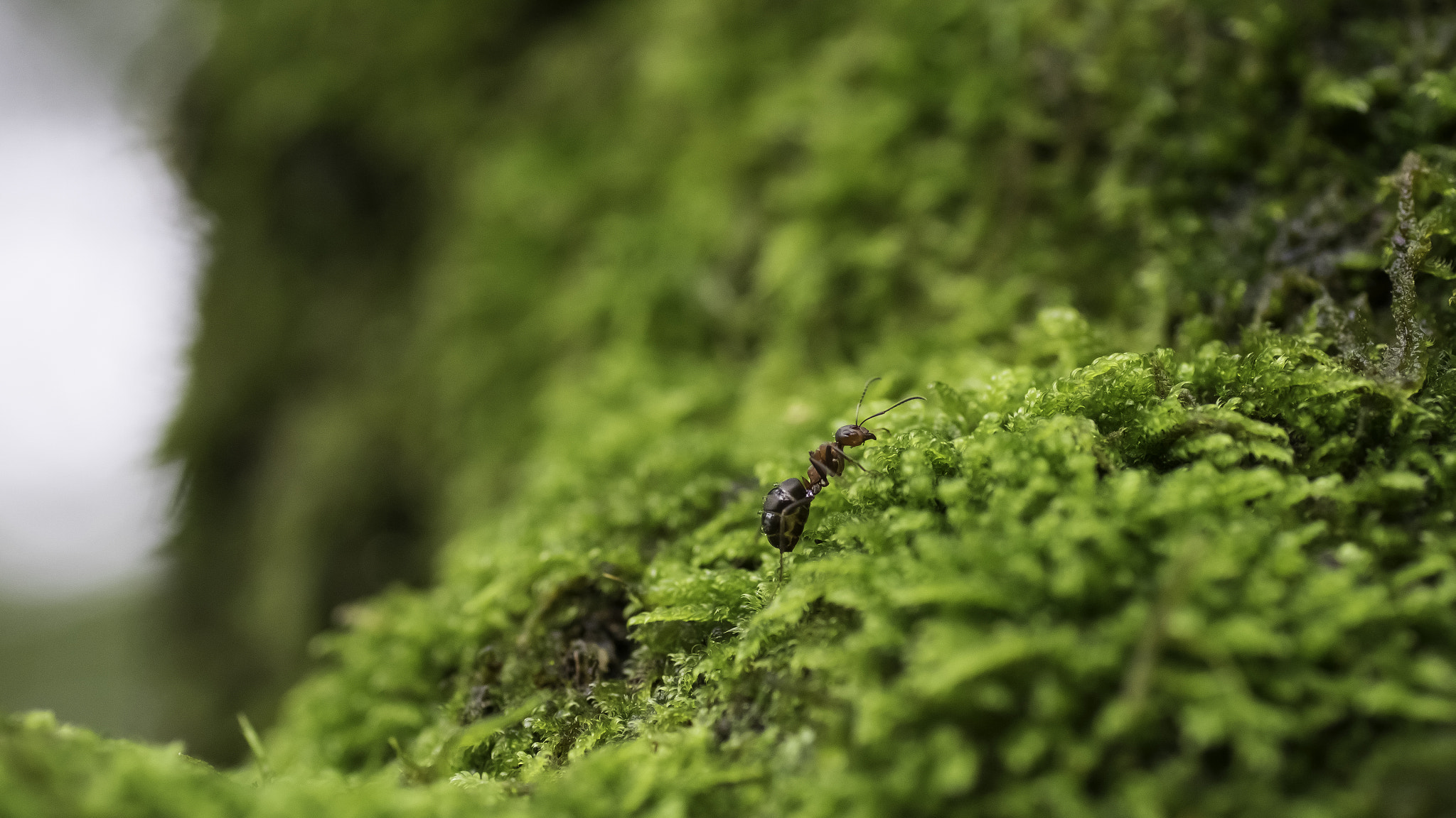 Sony a7 + Tamron SP AF 90mm F2.8 Di Macro sample photo. Ant on trip photography