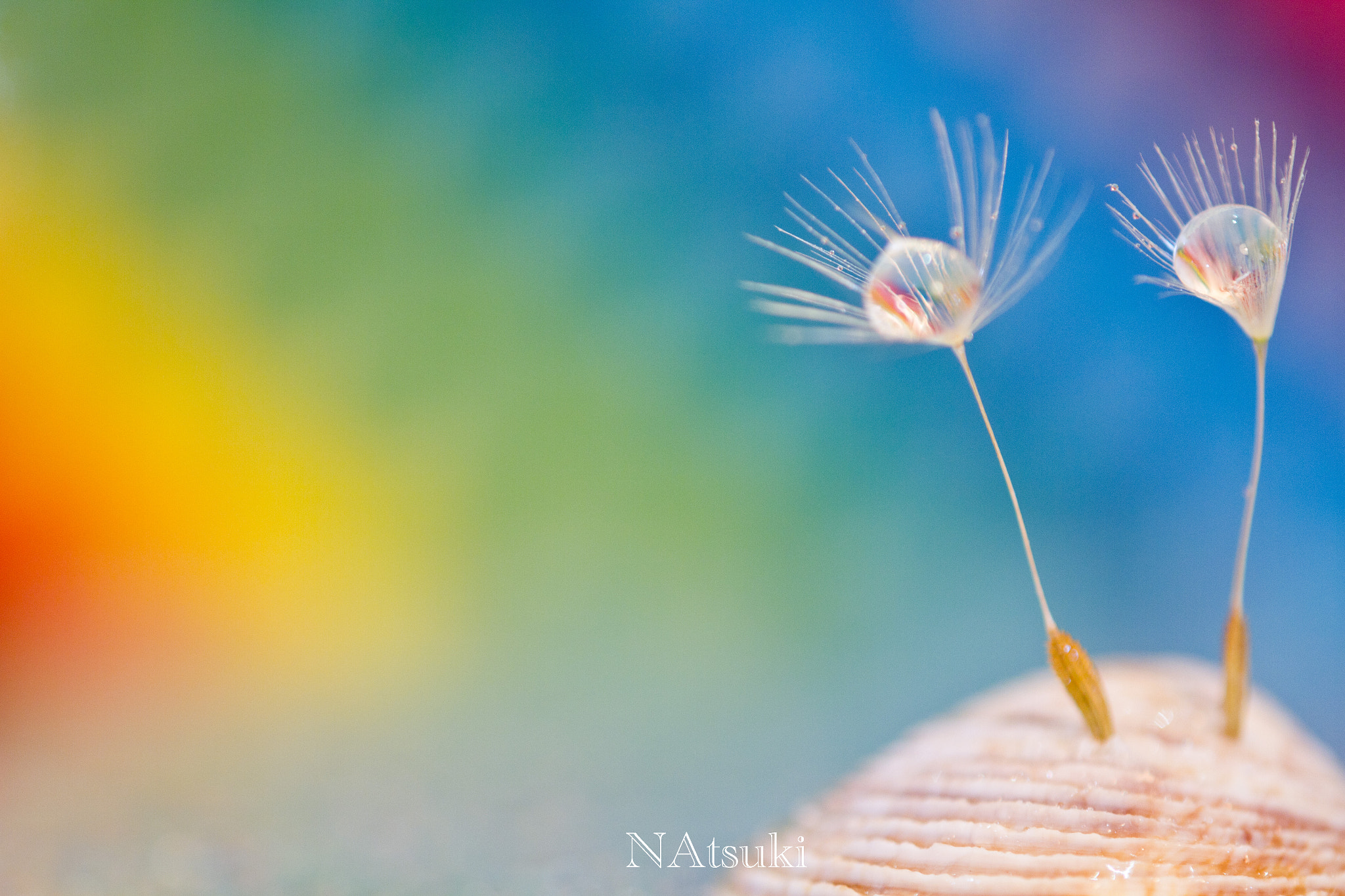 Tamron SP AF 180mm F3.5 Di LD (IF) Macro sample photo. Rainbow photography