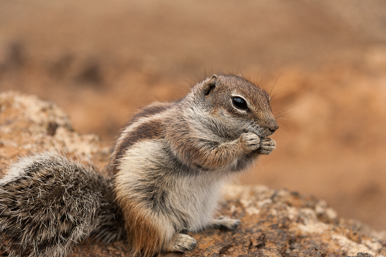 Canon EF-S 17-85mm F4-5.6 IS USM sample photo. Hey, who is cute? photography