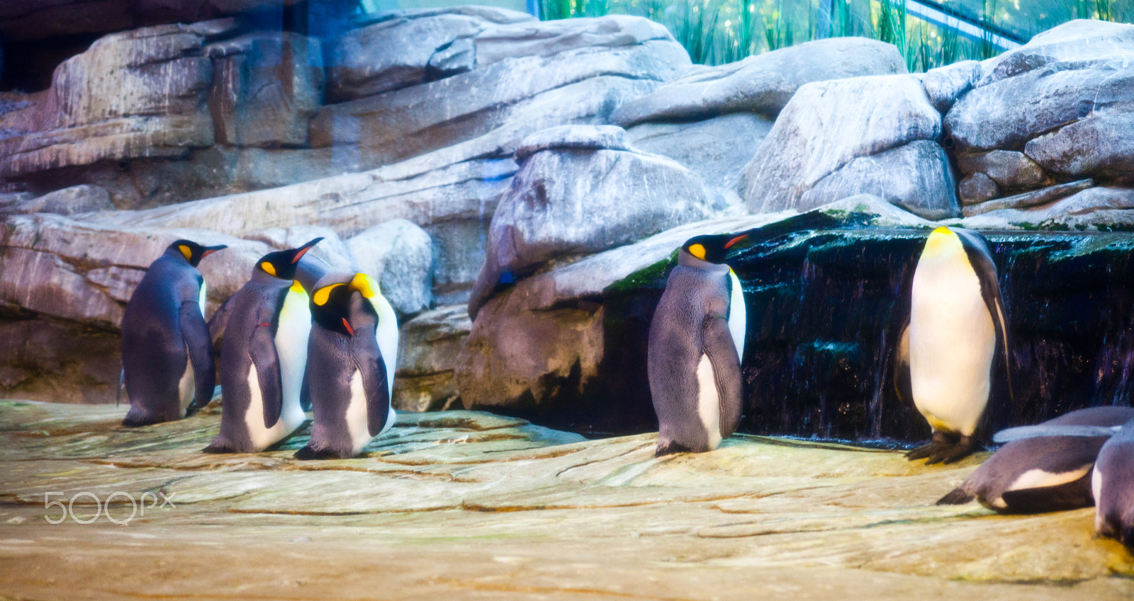 Canon EF 100-300mm F4.5-5.6 USM sample photo. The headless penguin photography
