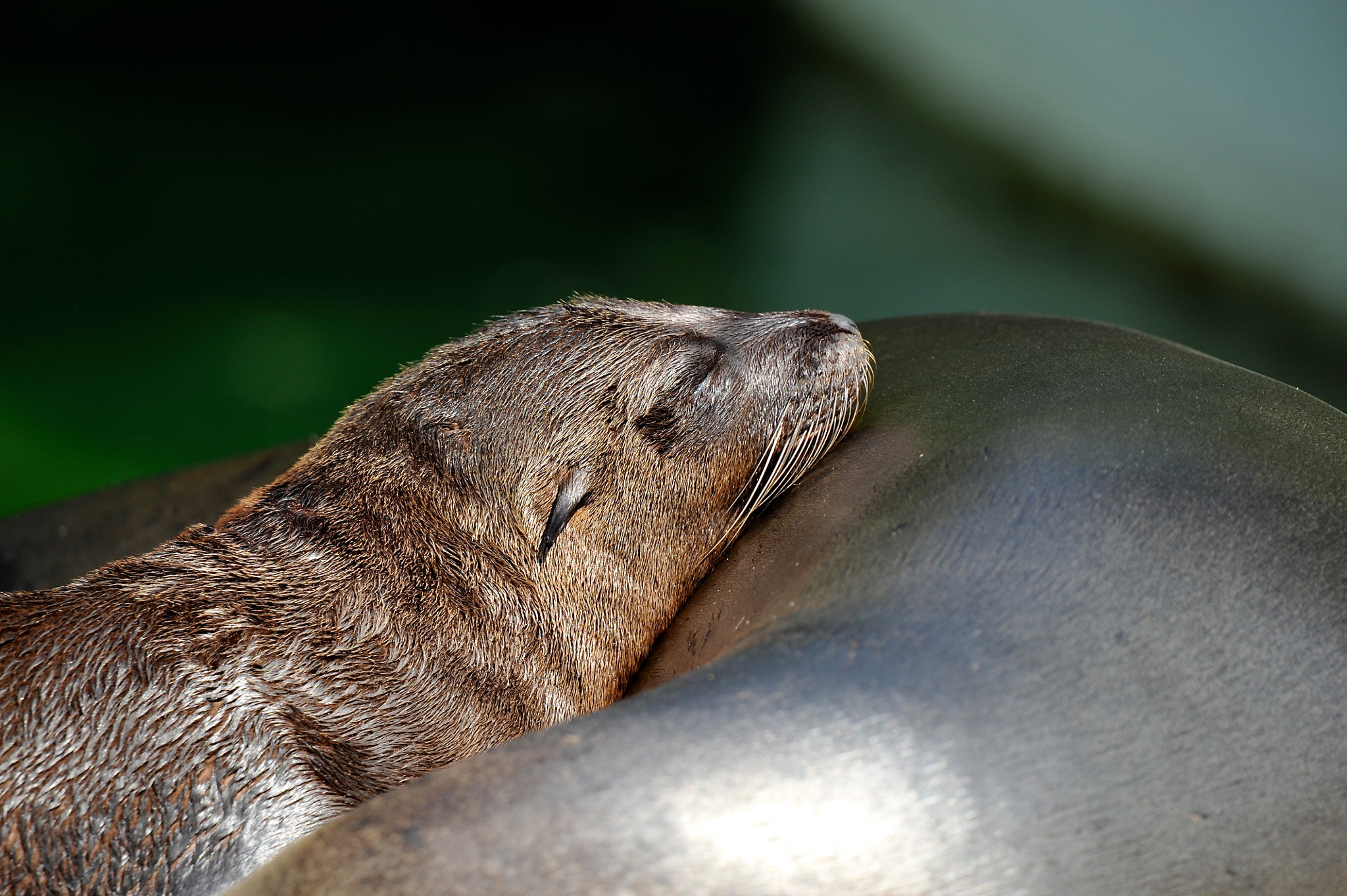 Sigma 50-500mm F4.5-6.3 DG OS HSM sample photo. Baby sea lion photography